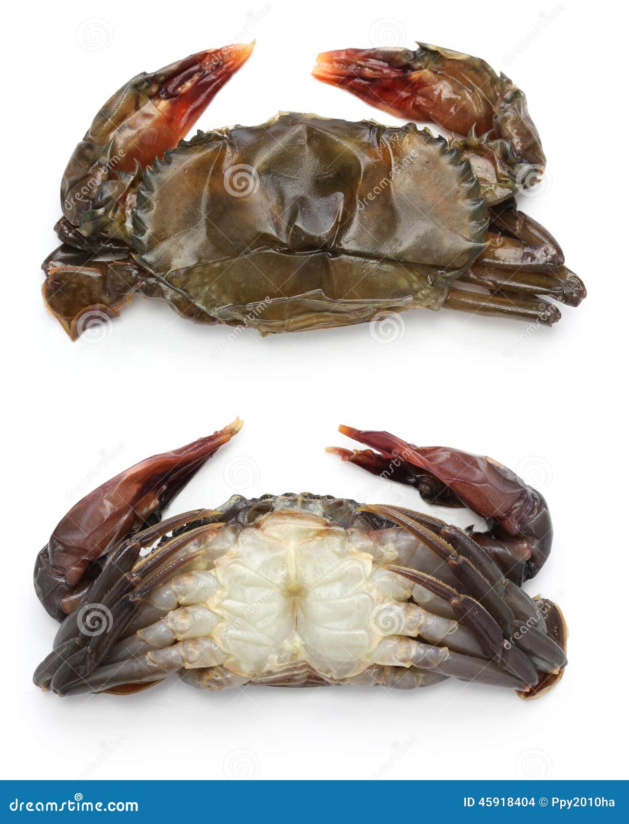 Cangrejo Suave Crudo De La Cáscara Foto de archivo Imagen de cena