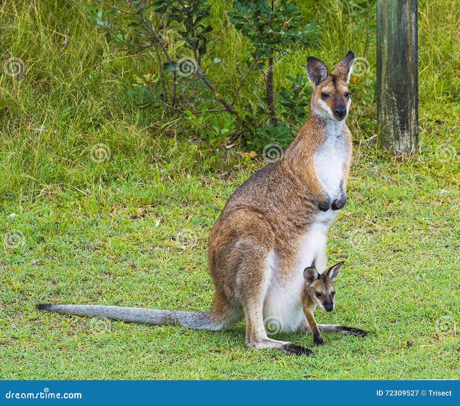 Canguro con il joey immagine stock. Immagine di marsupiale 72309527