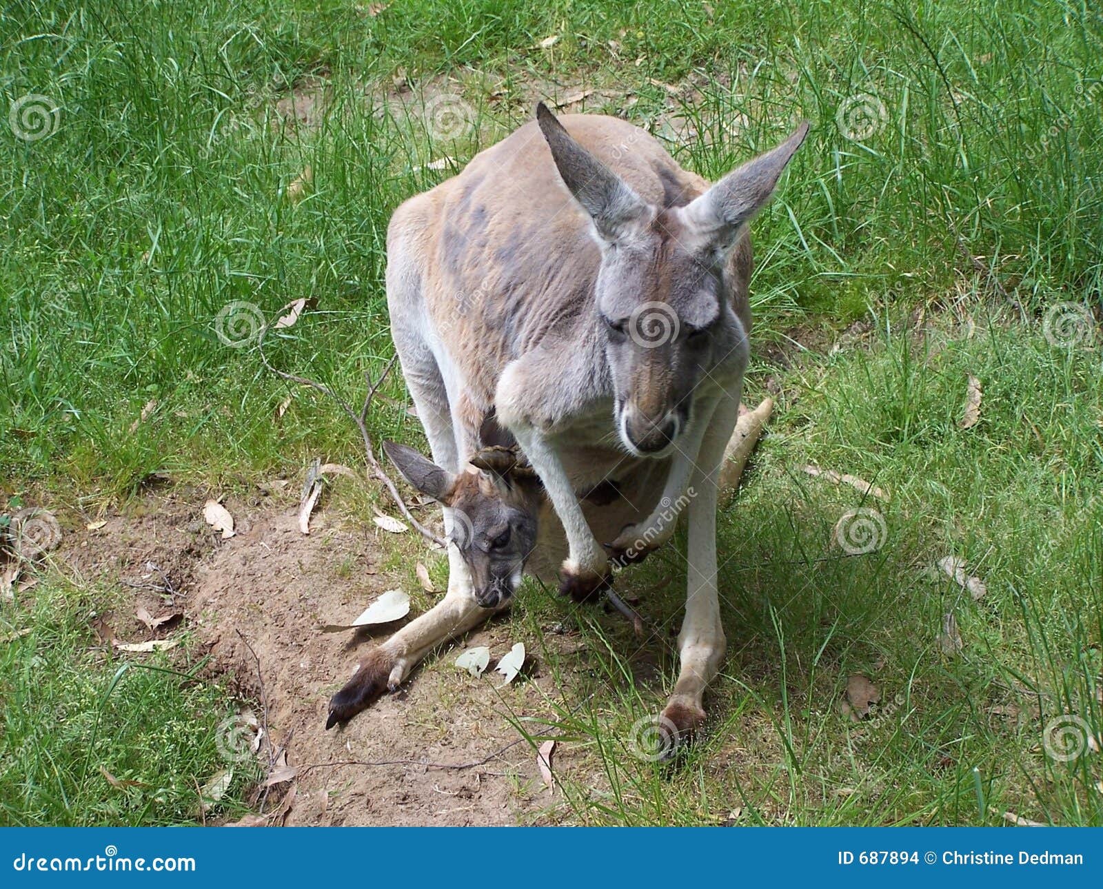 Canguro con joey foto de archivo. Imagen de australiano 687894