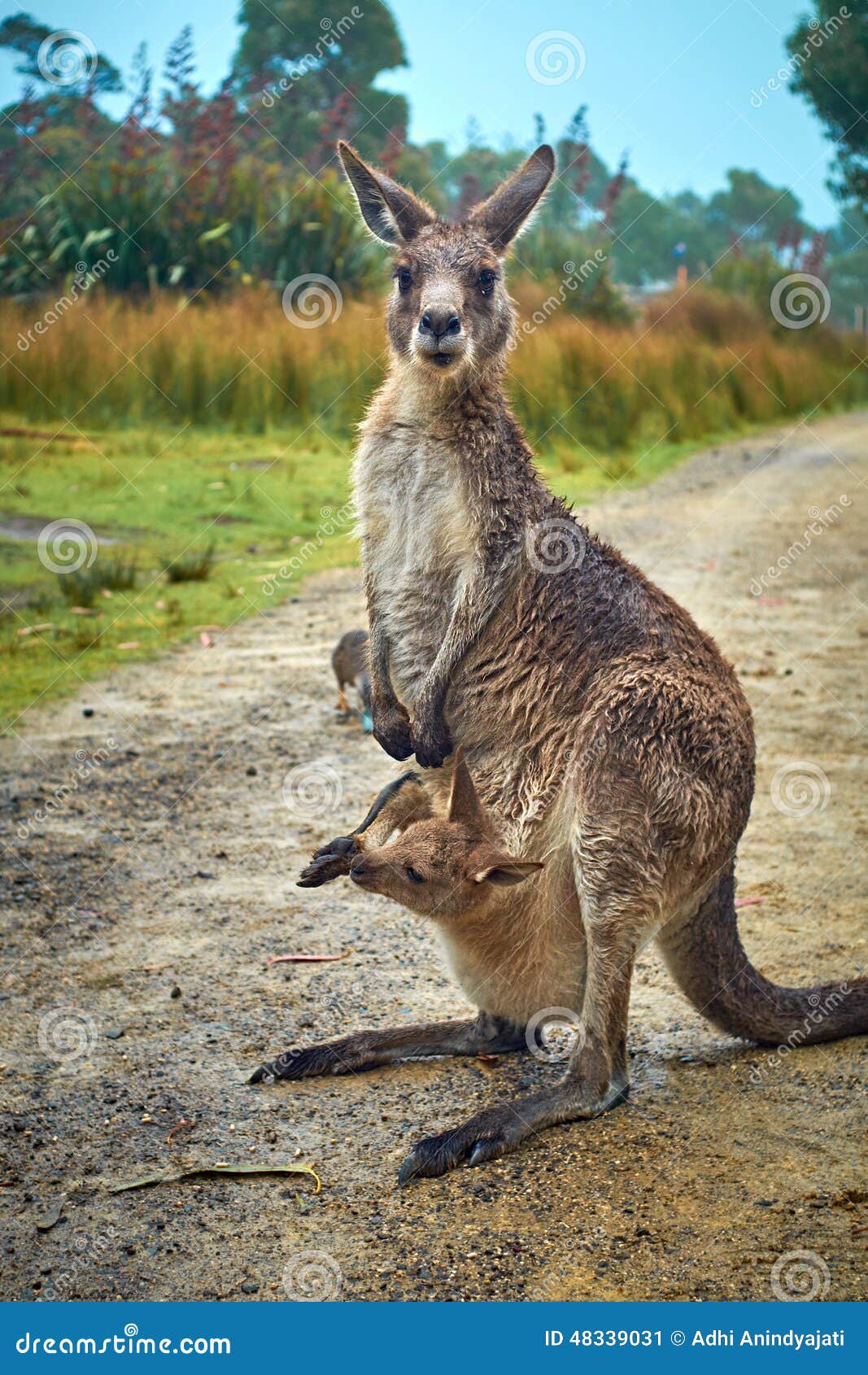 Madre Canguro Bebé Bolsa - Foto gratis en Pixabay - Pixabay