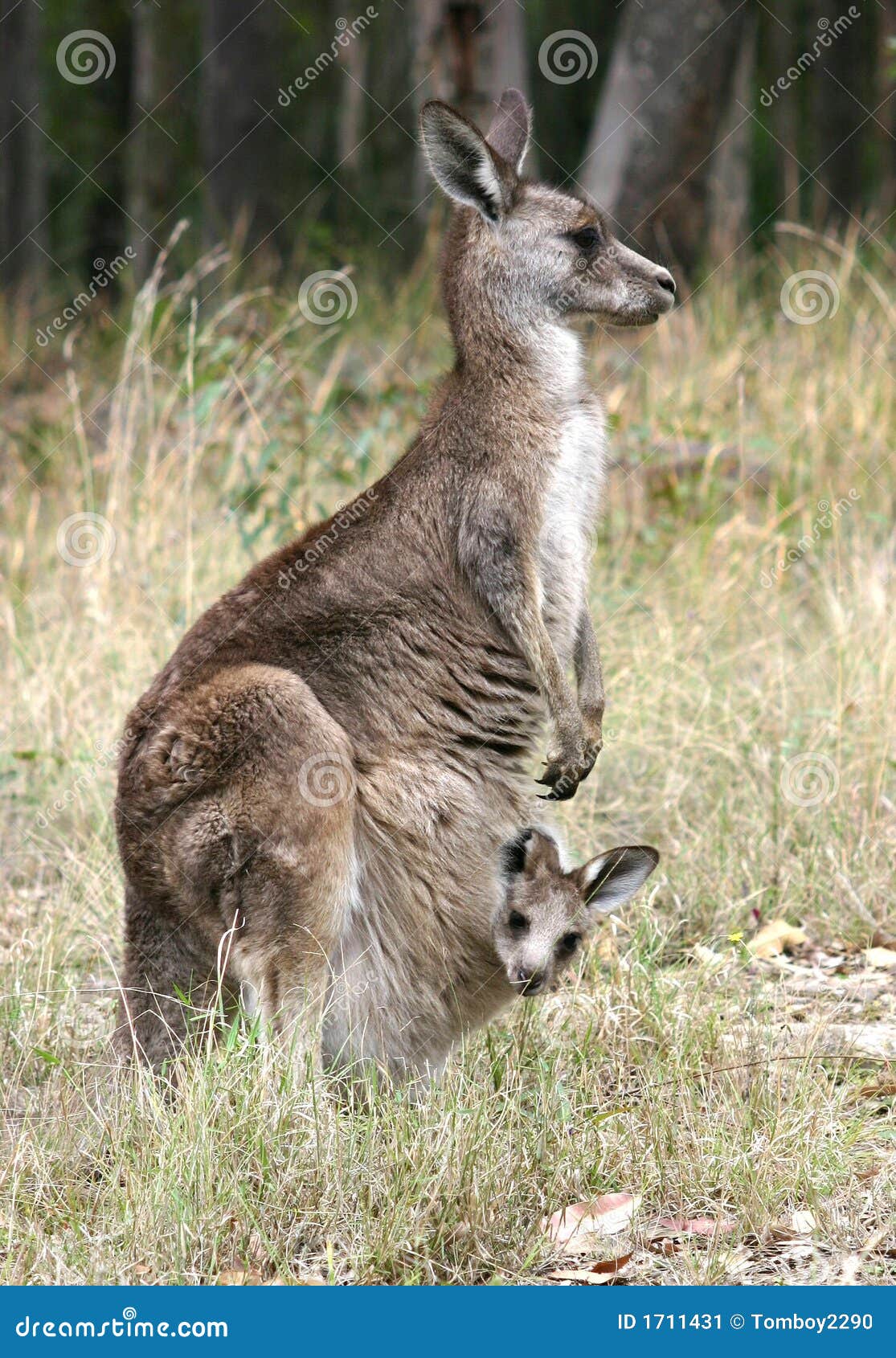 Canguro y Joey imagen de archivo. Imagen de salvaje, bolsa 1711431