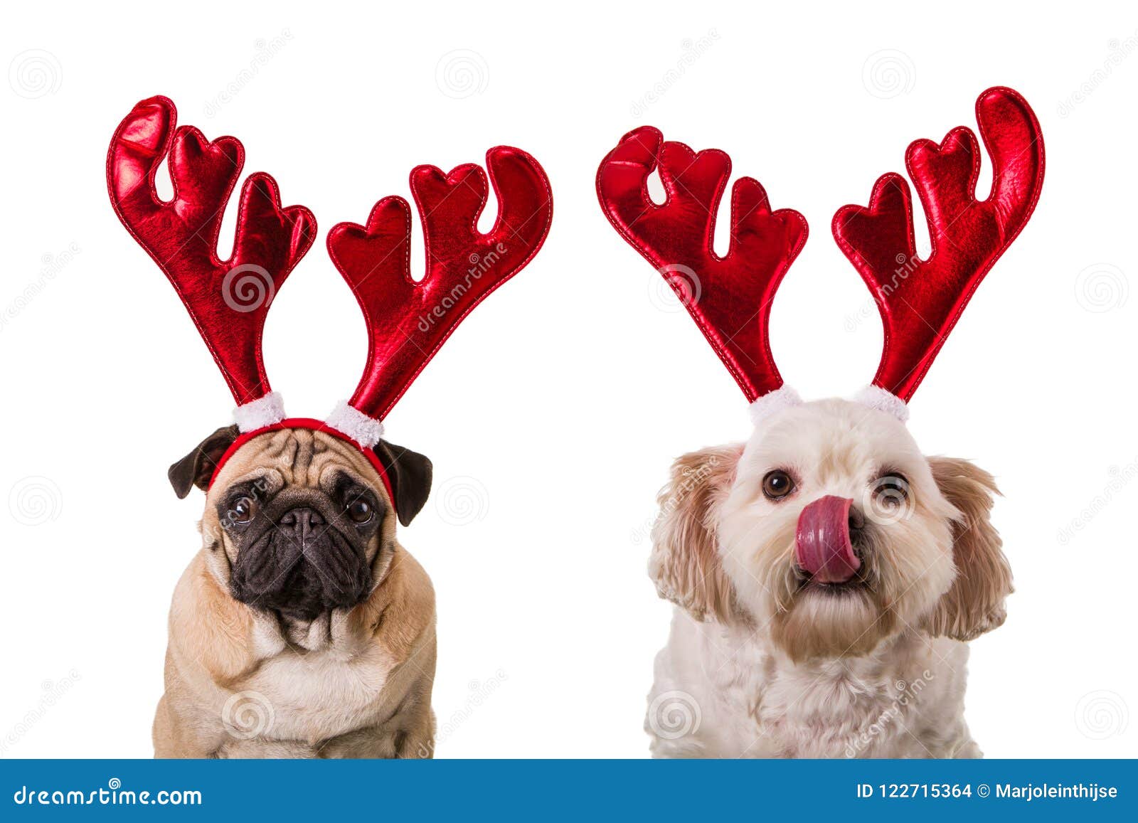 Foto Cani Di Natale.Cani Di Natale Con I Corni Dei Cervi Fotografia Stock Immagine Di Maltese Costume 122715364