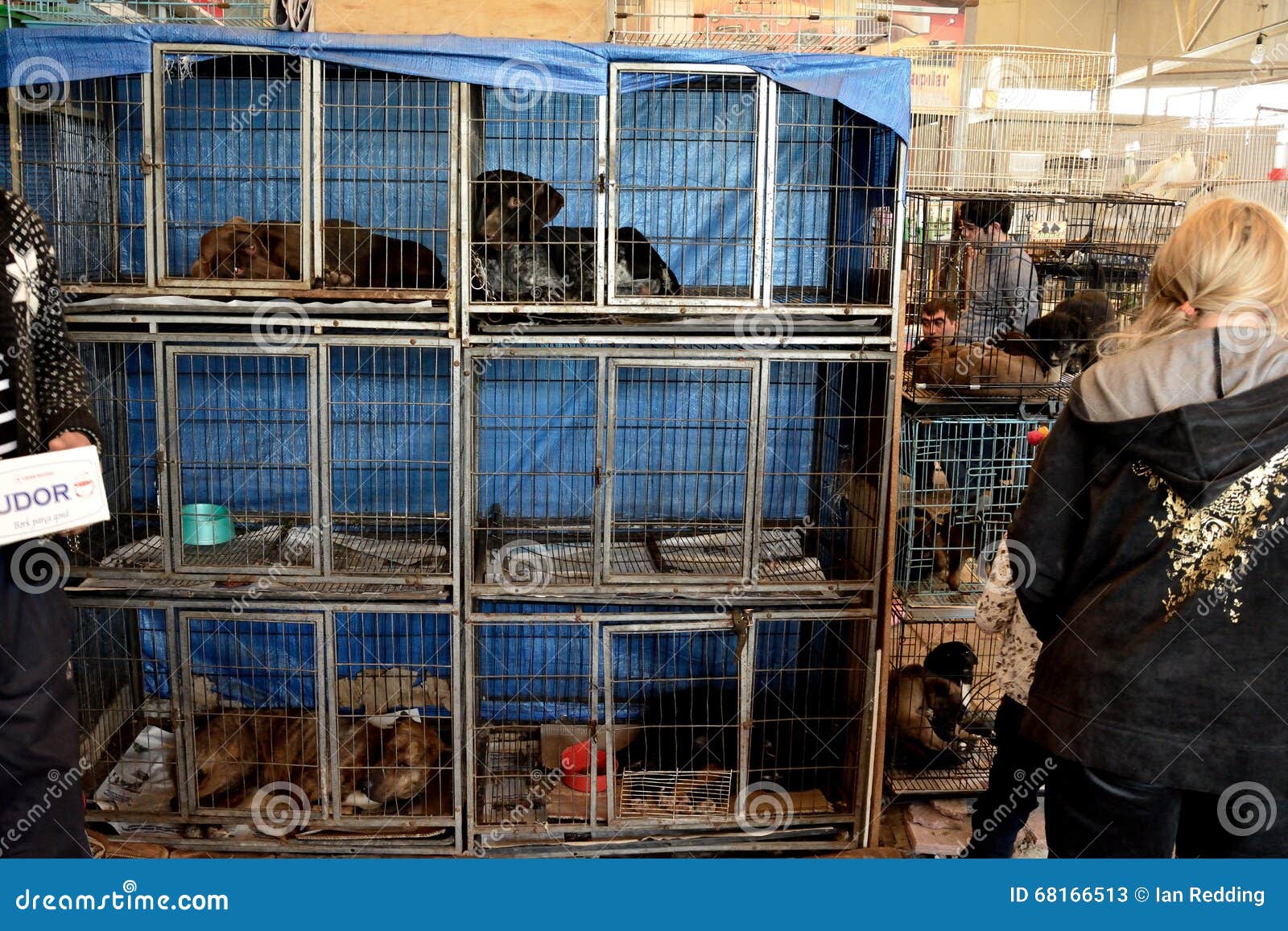 Cani in gabbie da vendere ad un mercato nell'Azerbaigian. BACU, AZERBAIGIAN - 8 MAGGIO 2014 
Il benessere degli animali non è considerato importante in un negozio di animali all'interno di un mercato popolare della capitale dell'Azerbaigian