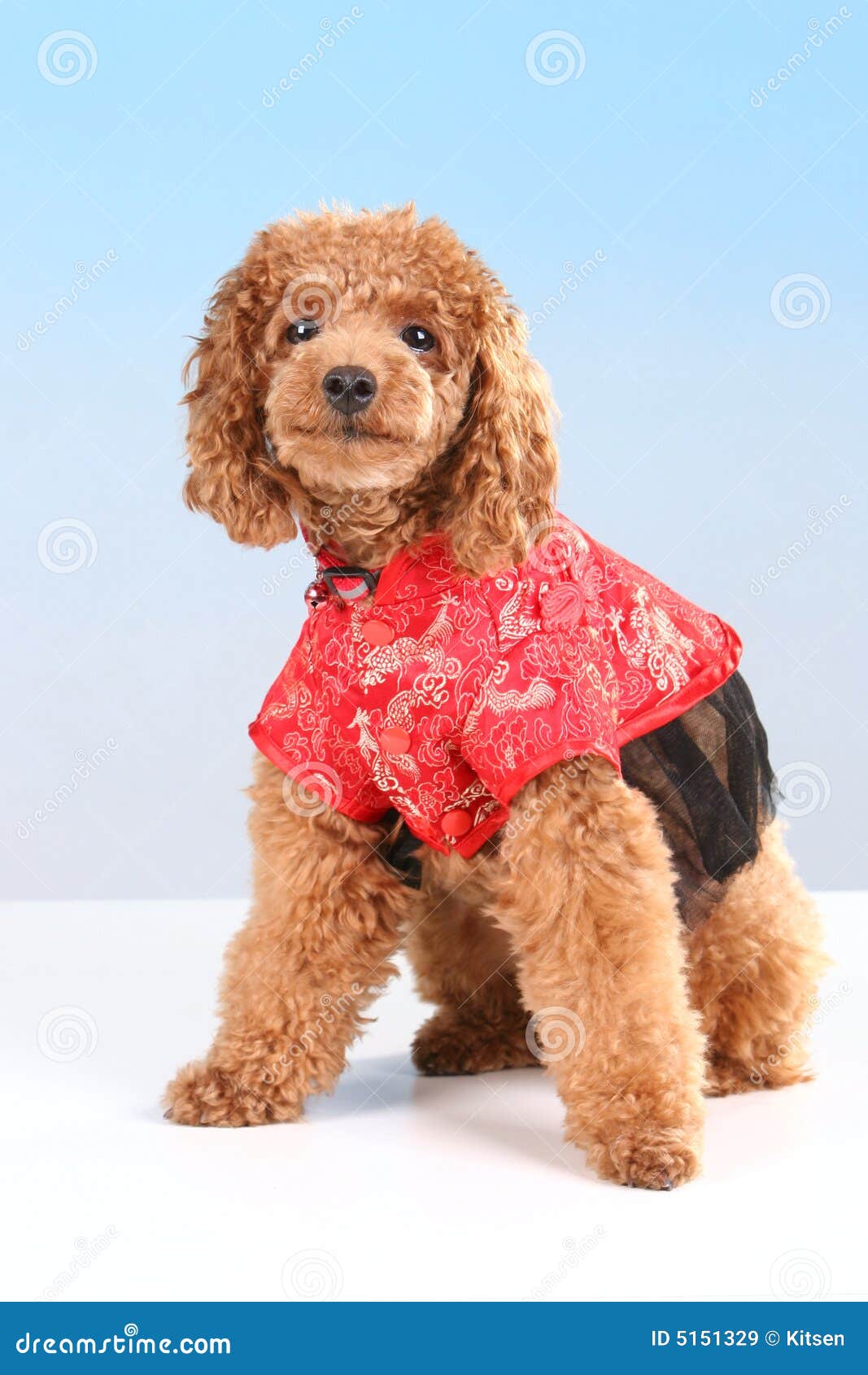 Sueltan Pelo Raza Perro Pelo Corto Sueltan Pelo Raza De Perro Con Pelo  Corto ▷ Caniche, image size:1067x1690