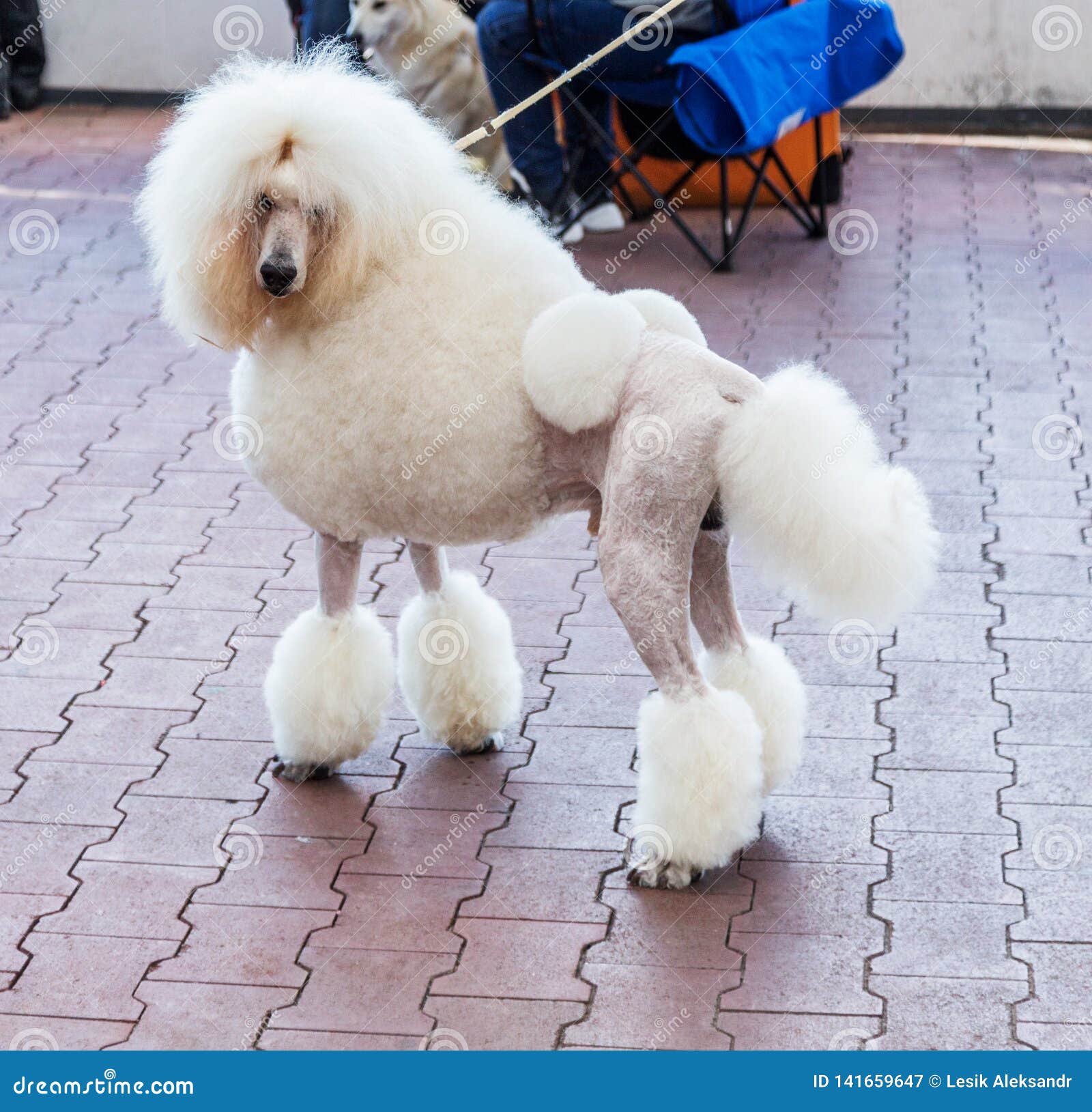 Blanco Grande Encantador Con Pelo De Moda Hermoso En La Exposición Canina de archivo - Imagen de lindo, divertido: 141659647