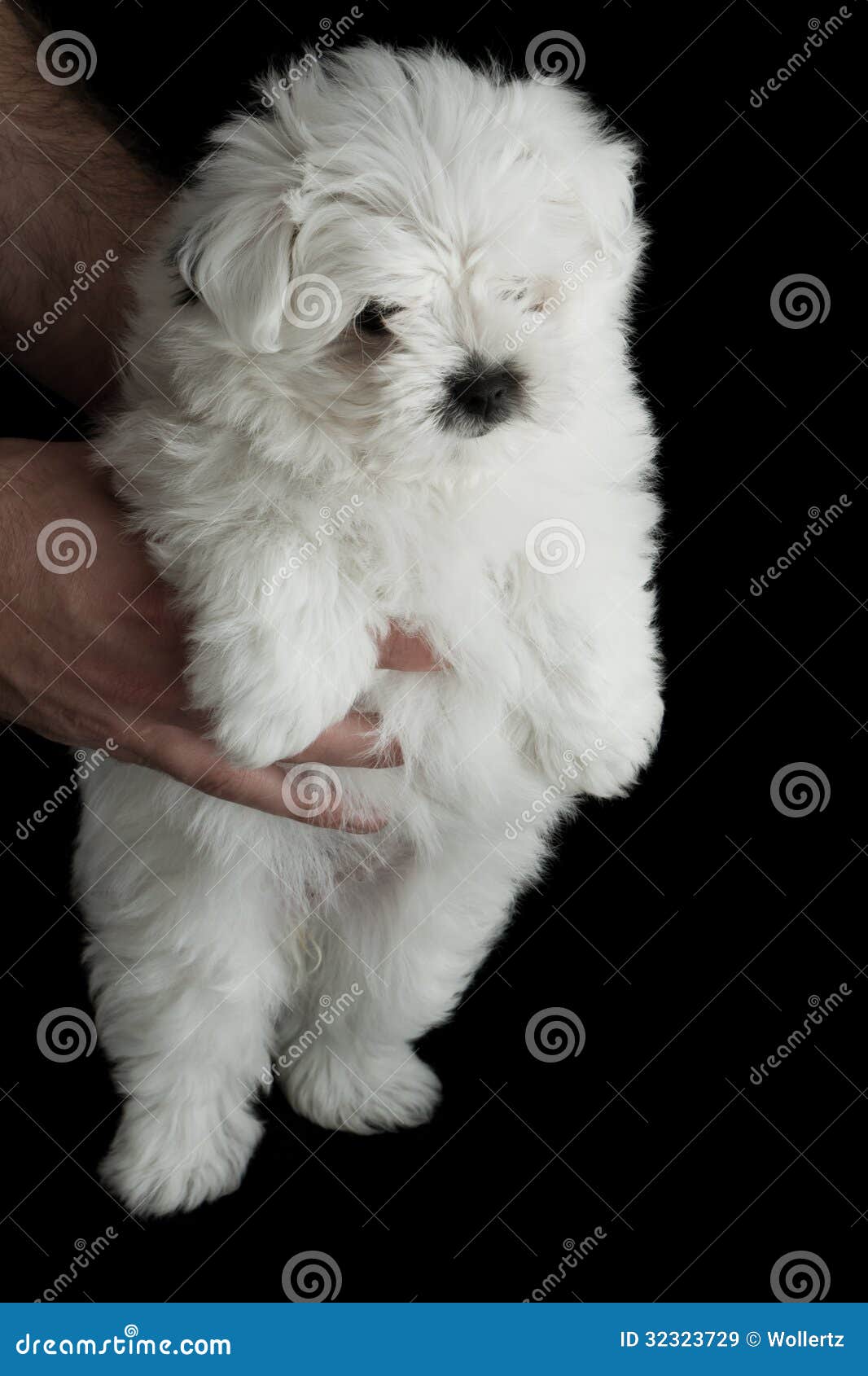 Caniche De Bebe Image Stock Image Du Pelucheux Mignon Caniche De Bebe Image Stock Image Du Pelucheux Mignon