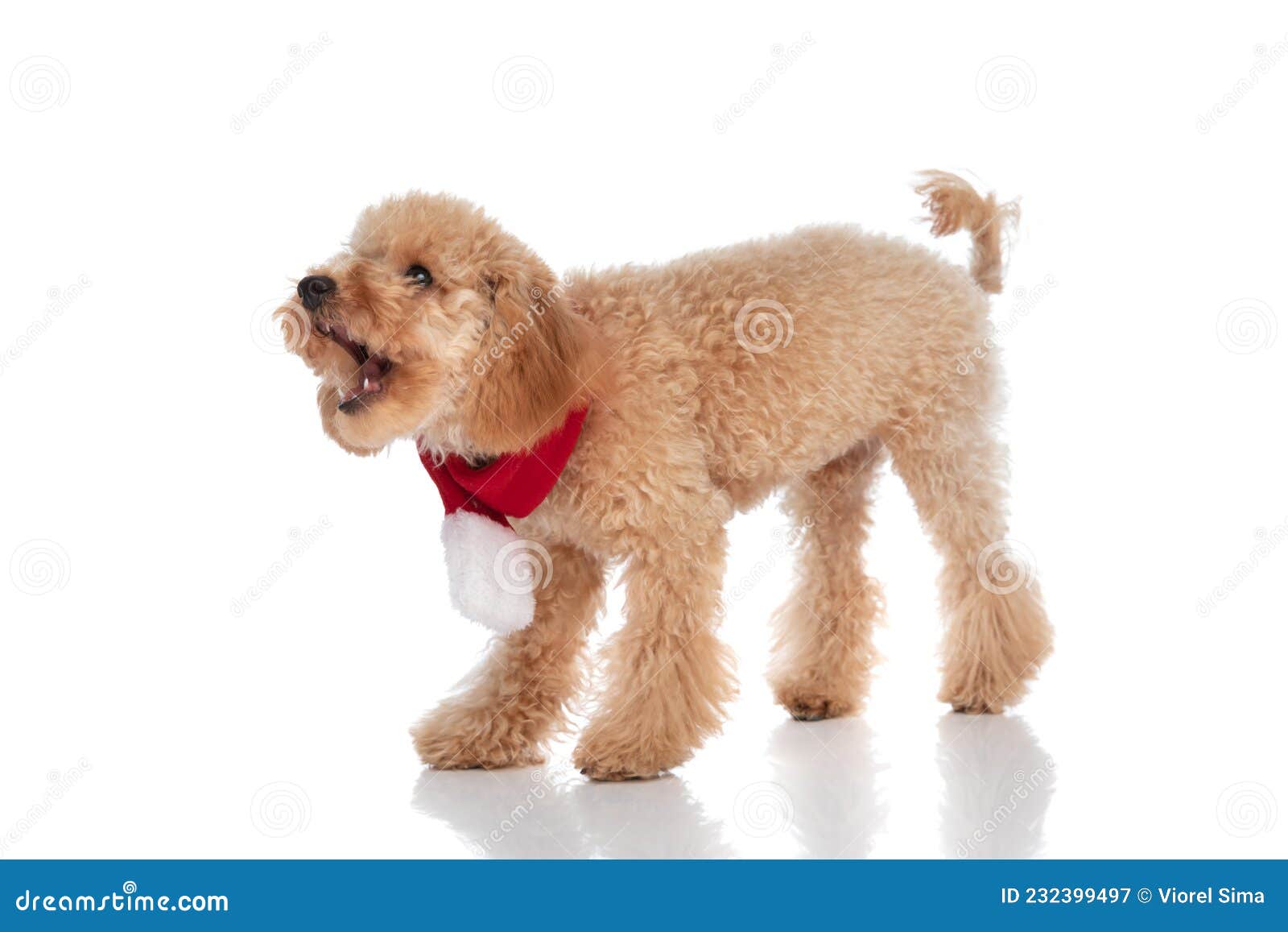 caniche dog barking at someone and wearing a red bandana