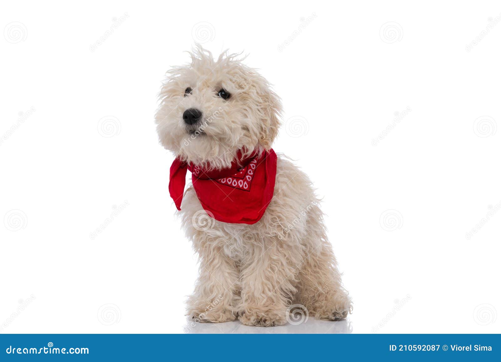 caniche dog looking at the camera, wearing a red bandana