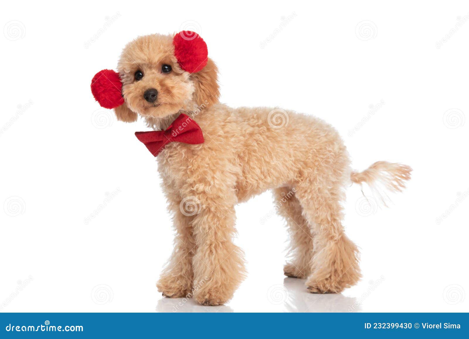 caniche dog wearing fluffy headphones and a red bowtie