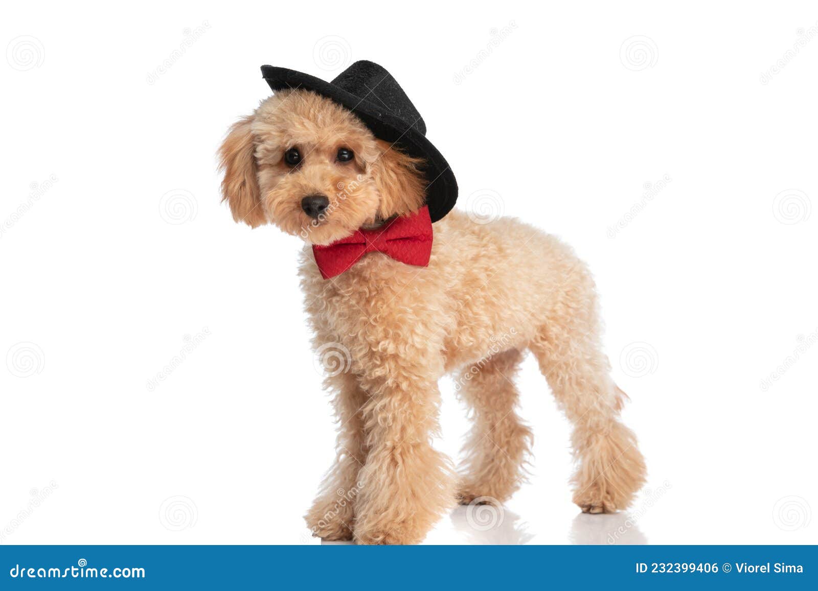 caniche dog wearing his hat like a cowboy