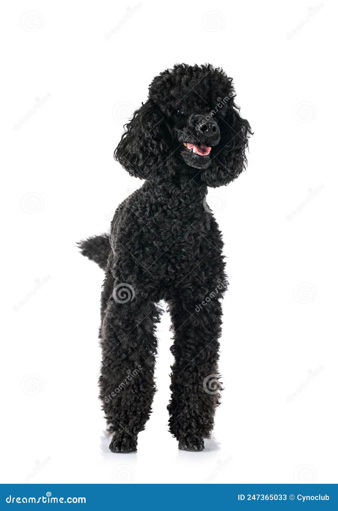 Yorkshire Assis En Résine 18 Cm