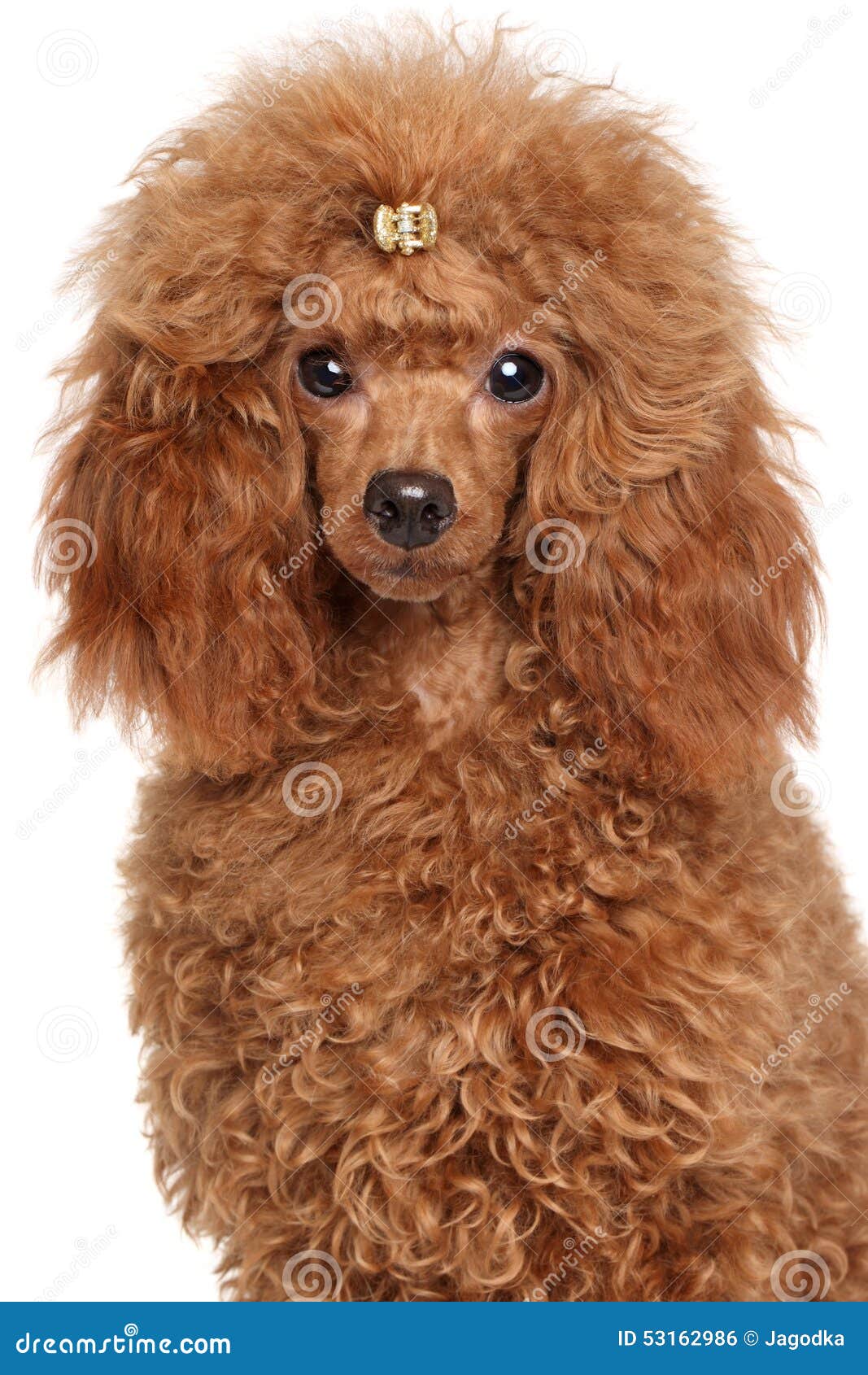 Corte De Pelo De Bebe Toy Poodle | TikTok, image size:1067x1690