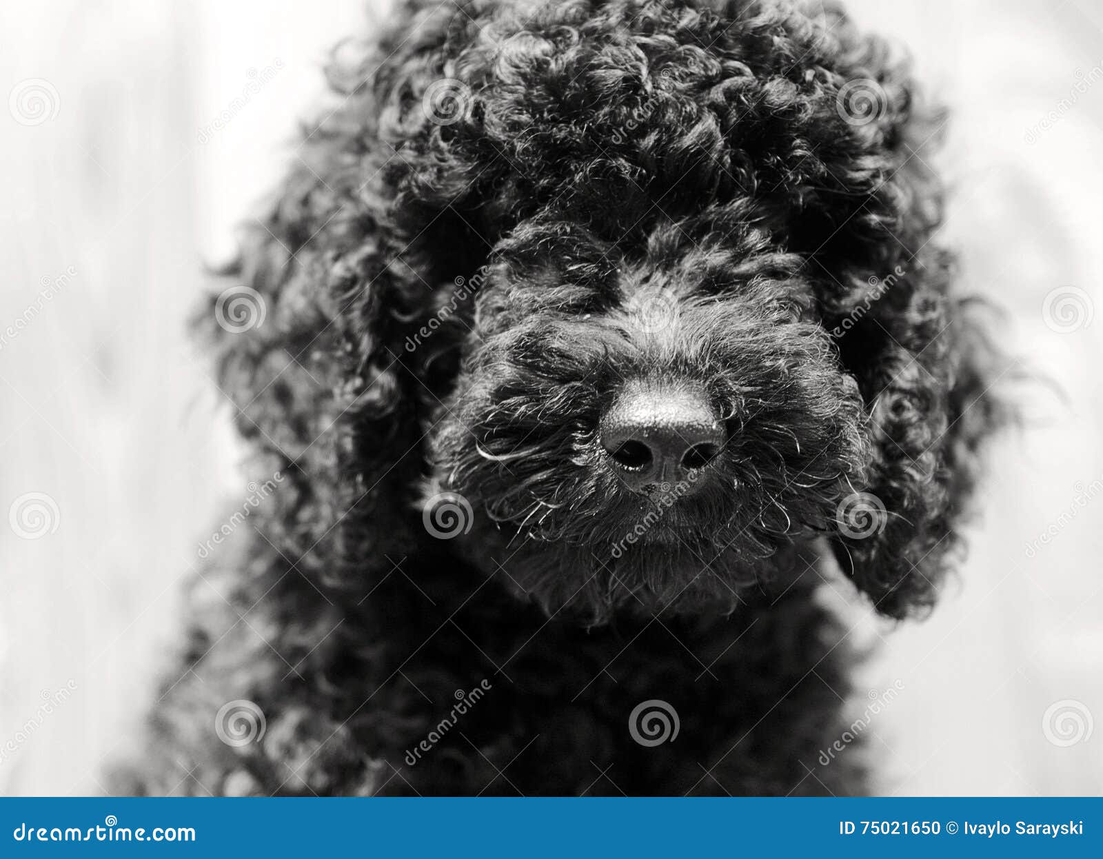 Caniche Noir De Bebe Photo Stock Image Du Crabot Chiot Caniche Noir De Bebe Photo Stock Image Du Crabot Chiot