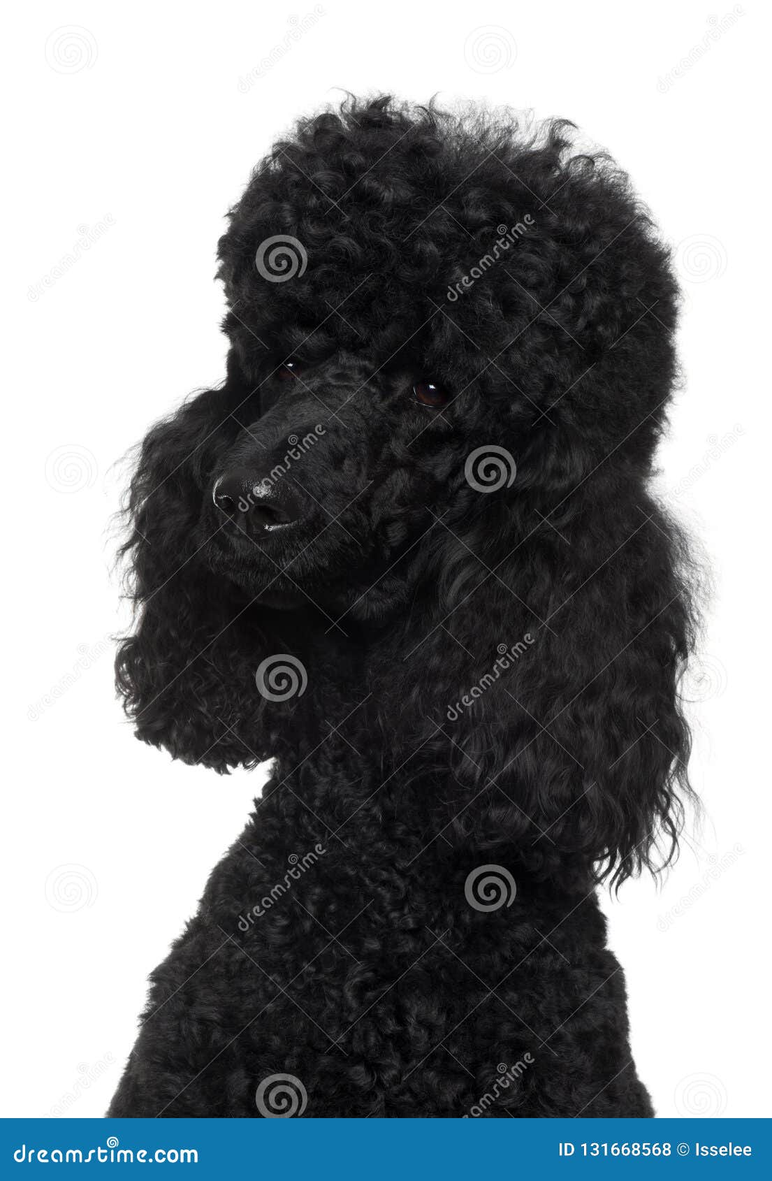 Caniche Royal, 18 Mois, Devant Le Fond Blanc Photo stock - Image du