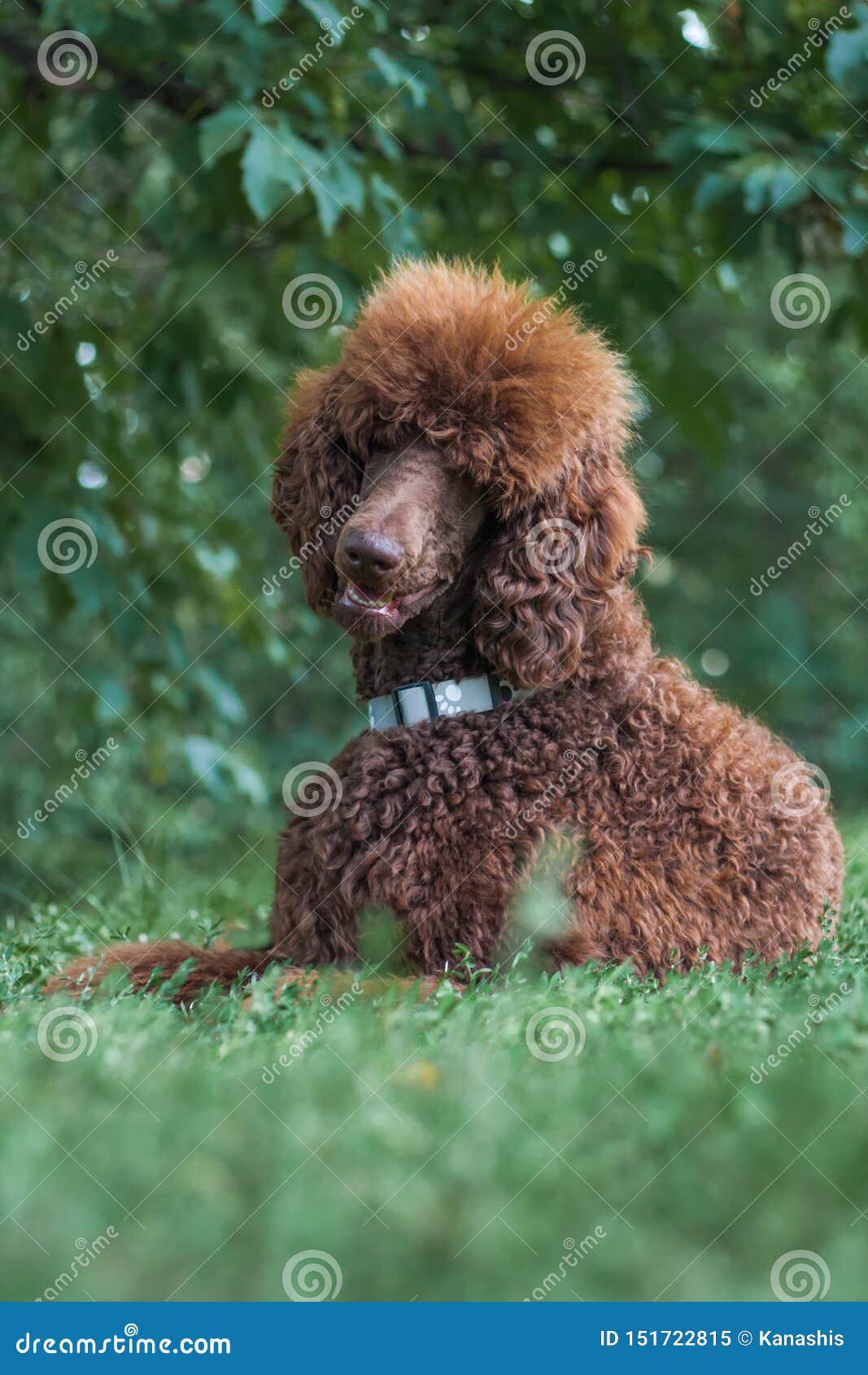 Caniche Standard Royal De Jeune Chocolat Brun Mignon Grand Se Trouvant Au Parc D Ete Image Stock Image Du Canin Nature