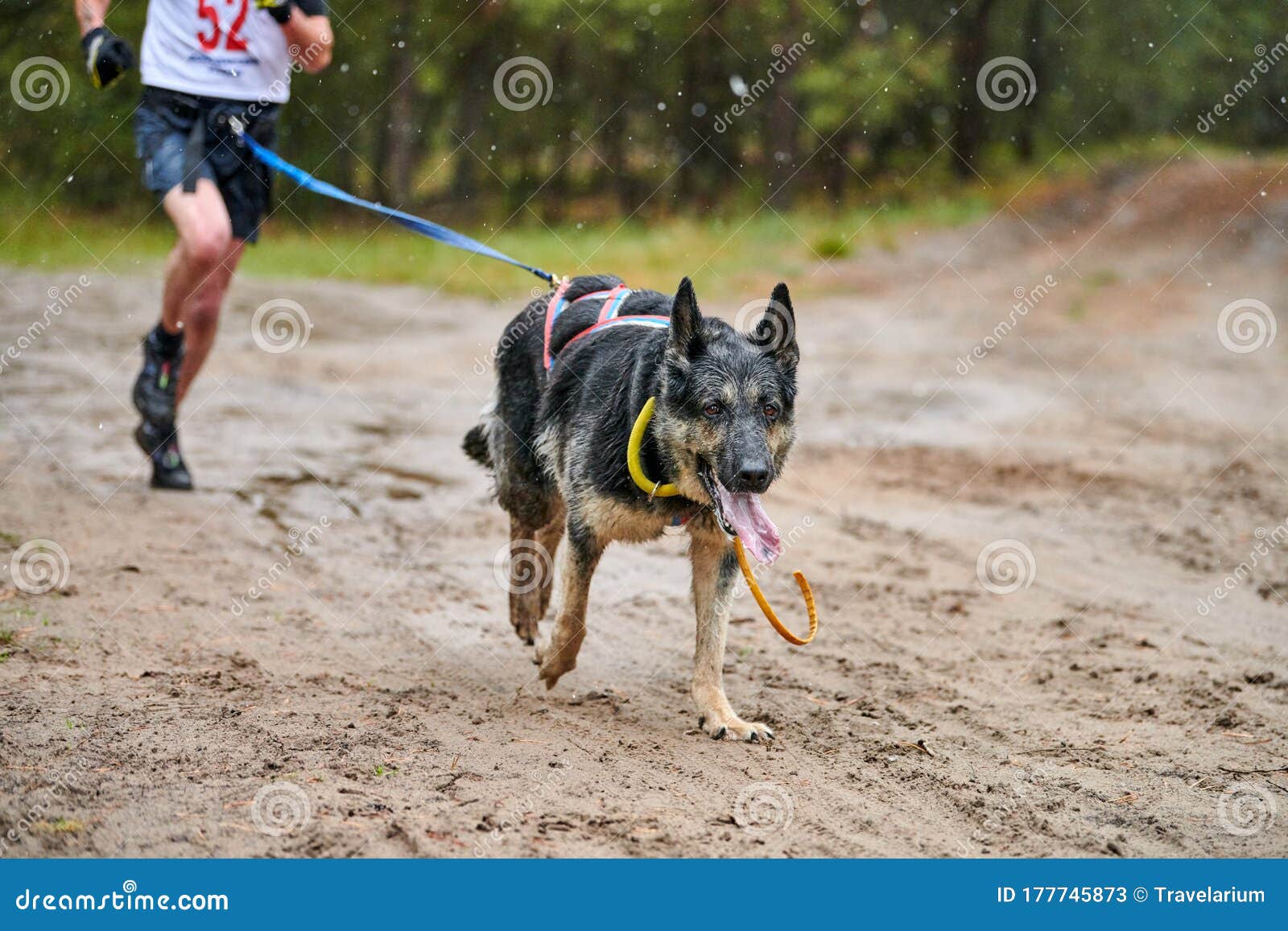 Canicross dog mushing race stock image. Image of north 177745873