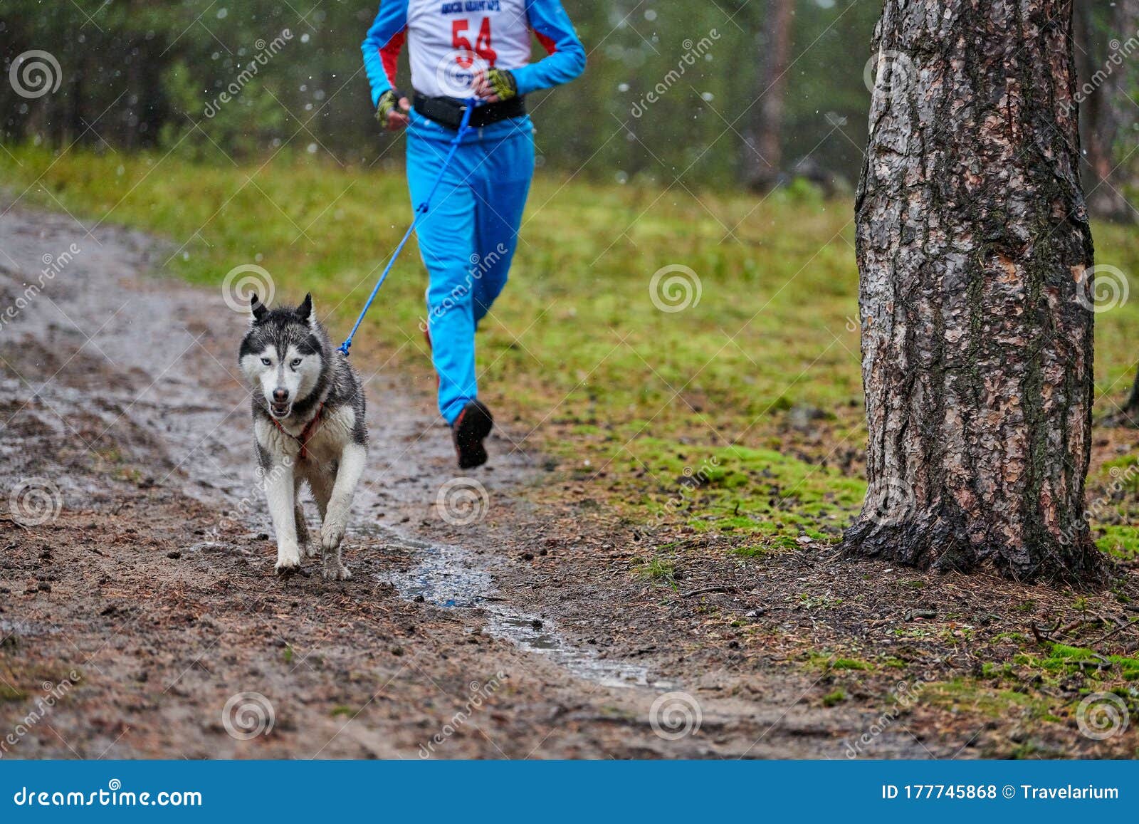 Canicross dog mushing race stock photo. Image of mushing 177745868
