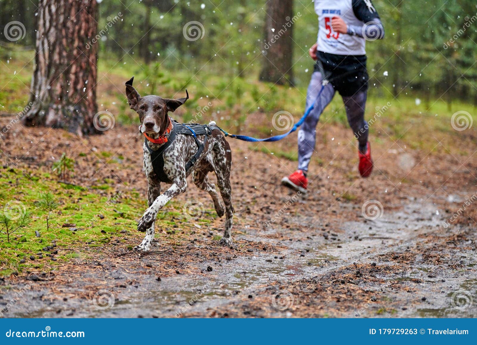 Canicross dog mushing race editorial stock photo. Image of pointer 179729263