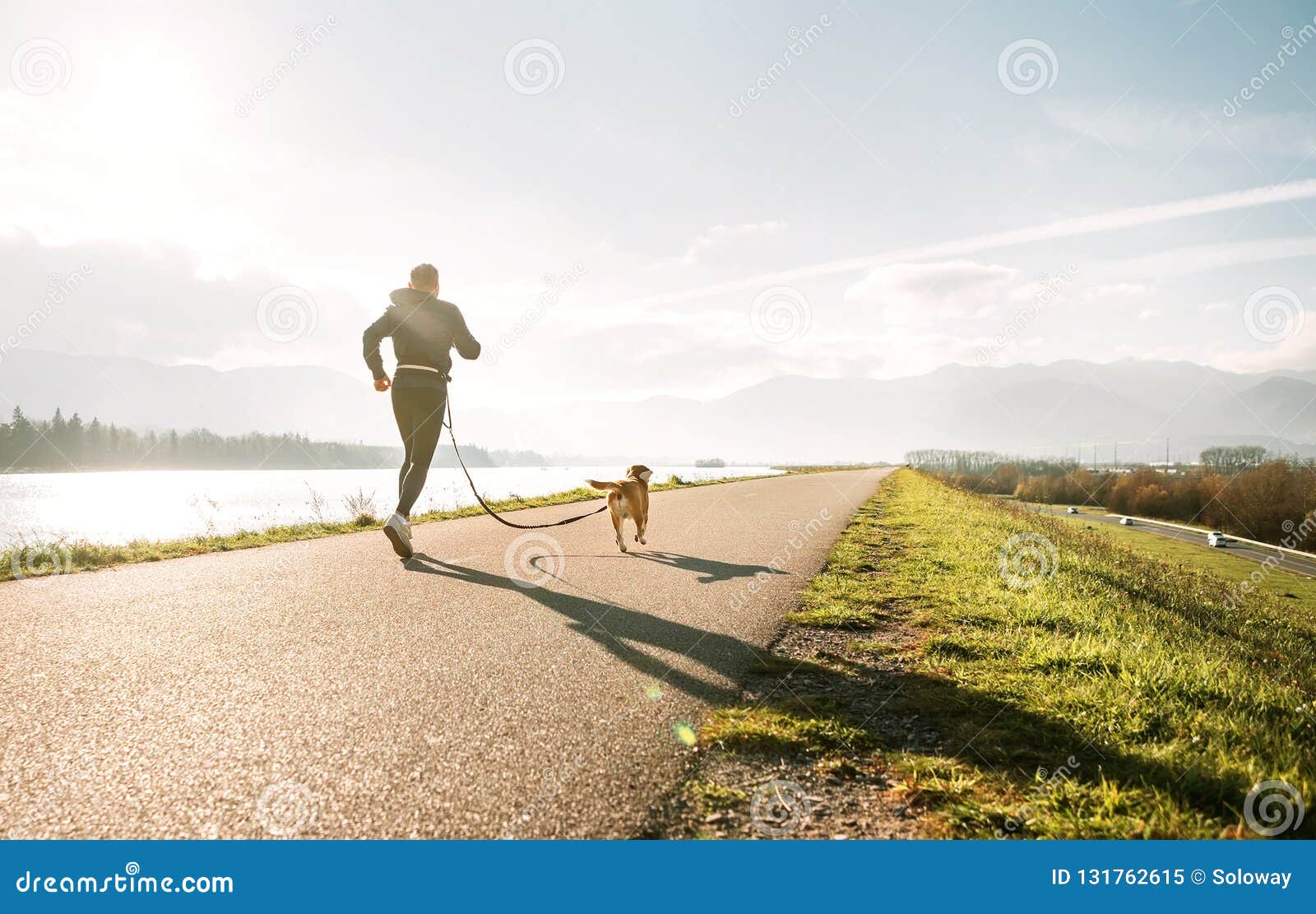 canicross exercises. outdoor sport activity - man jogging with his beagle dog