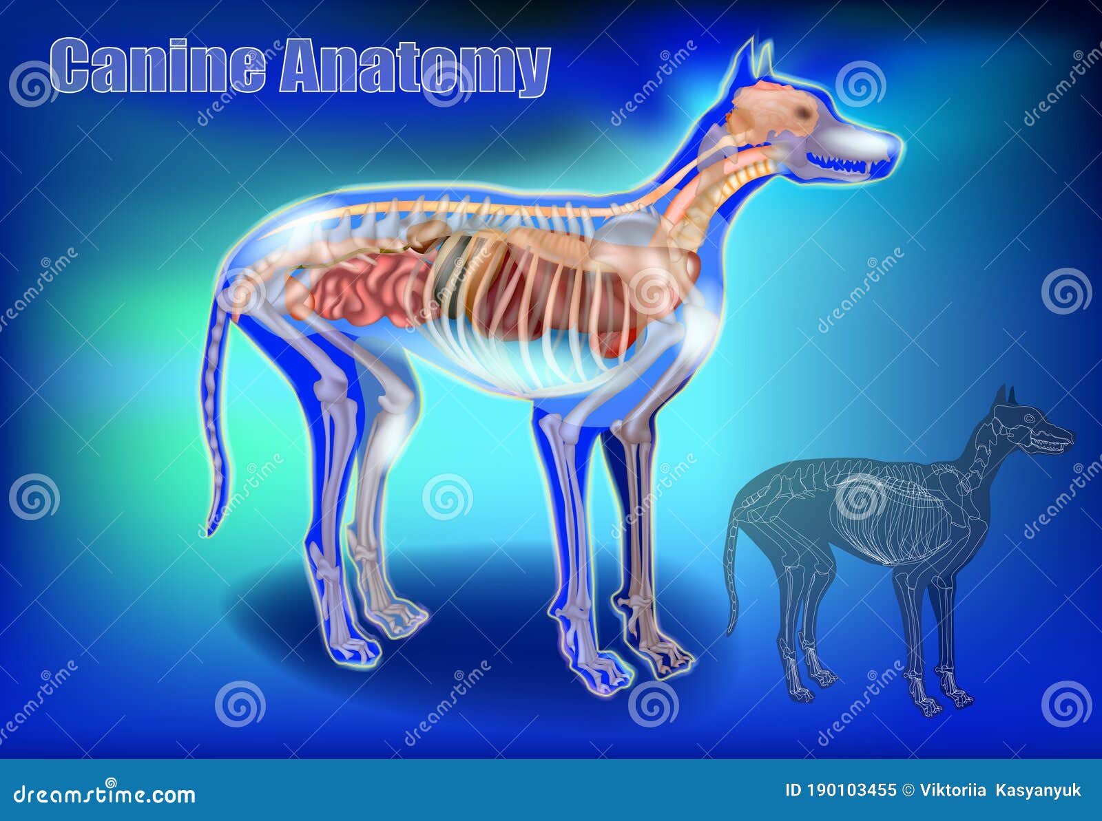 Canine Anatomy. Veterinary Chart 3D Stock Vector - Illustration of  education, medical: 190103455