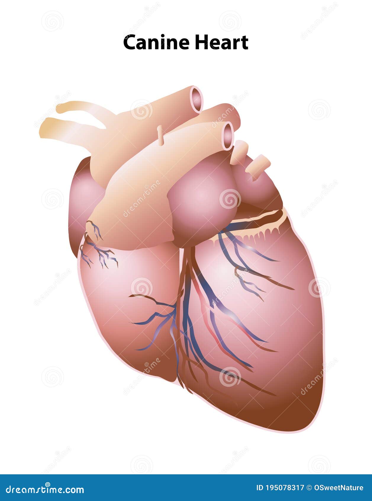 canine heart external structures and features