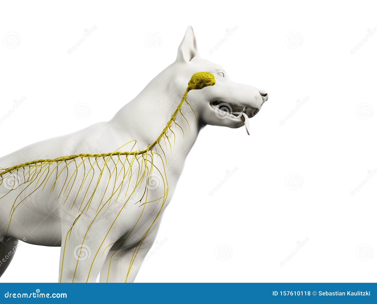 The canine nervous system stock illustration. Illustration of education