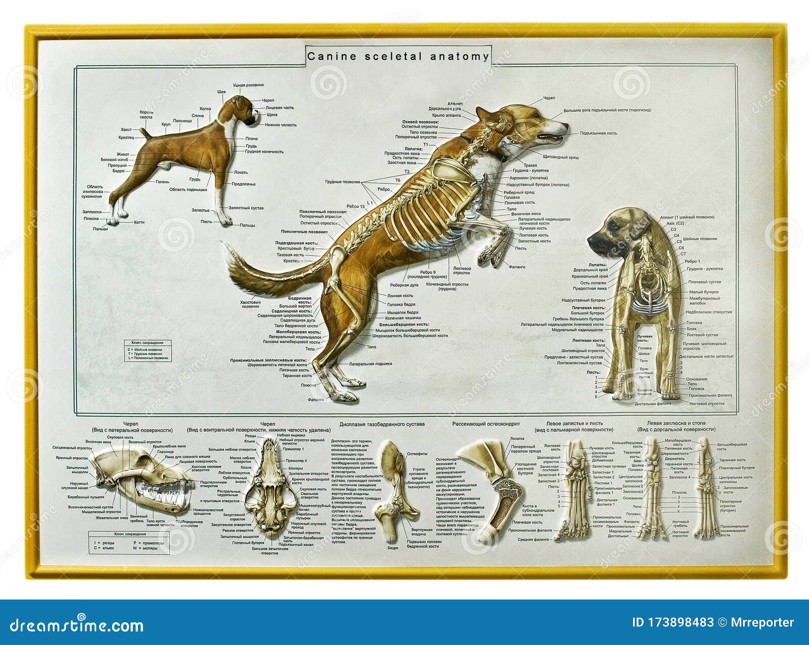 canine skeletal anatomy