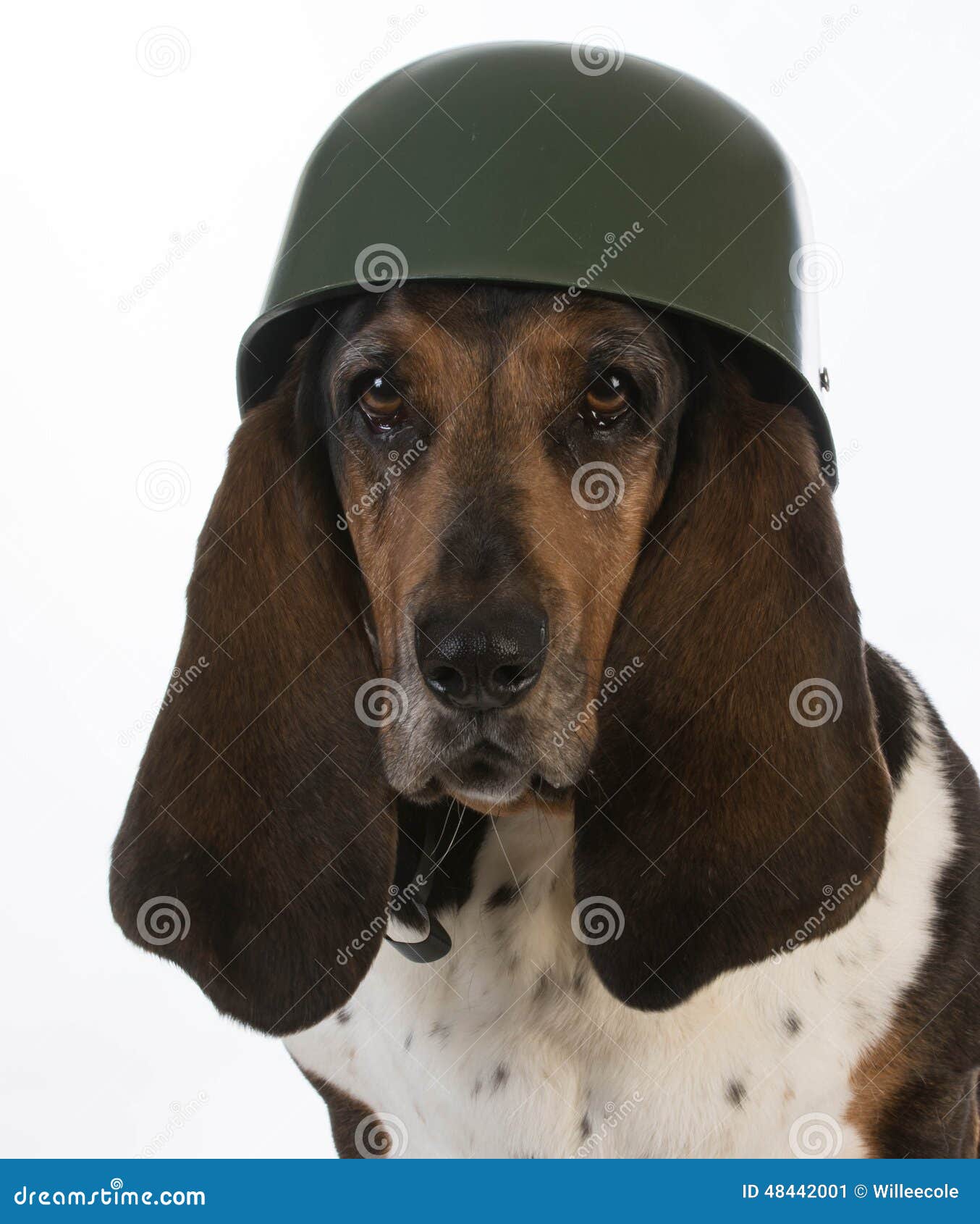 canine soldier