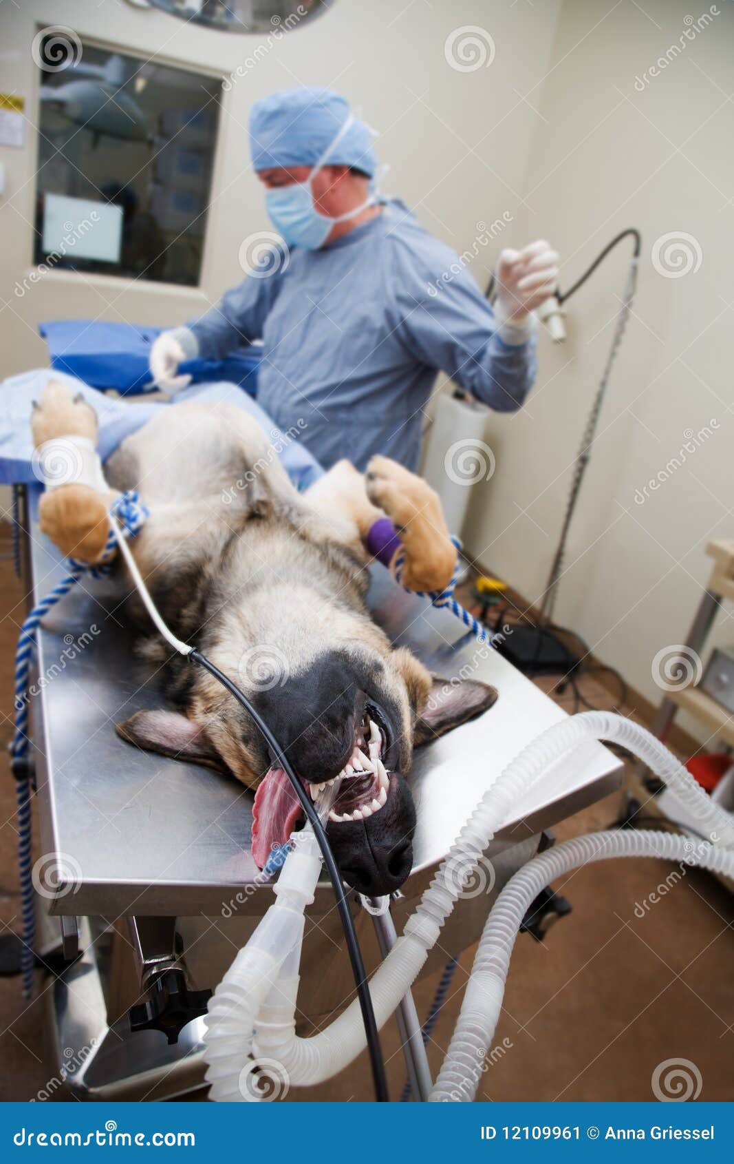 Canine Surgery stock image. Image of professional, veterinary 12109961