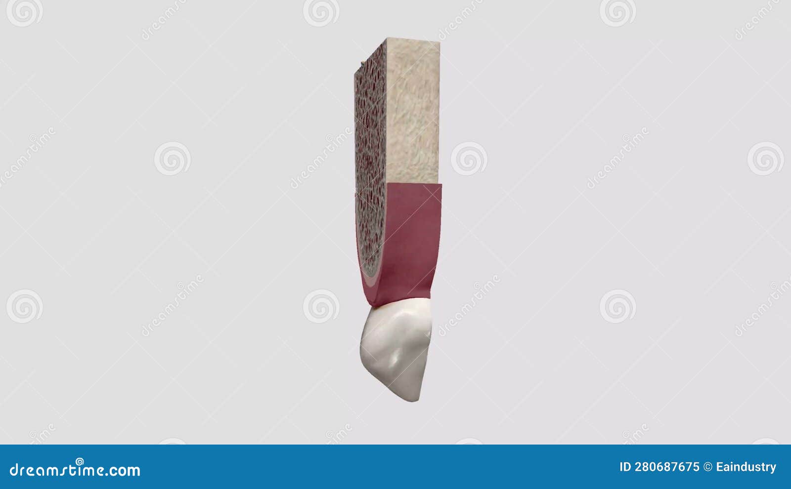 Canine Tooth, Also Called Cuspid or Eye Tooth, in Mammals, Stock Video