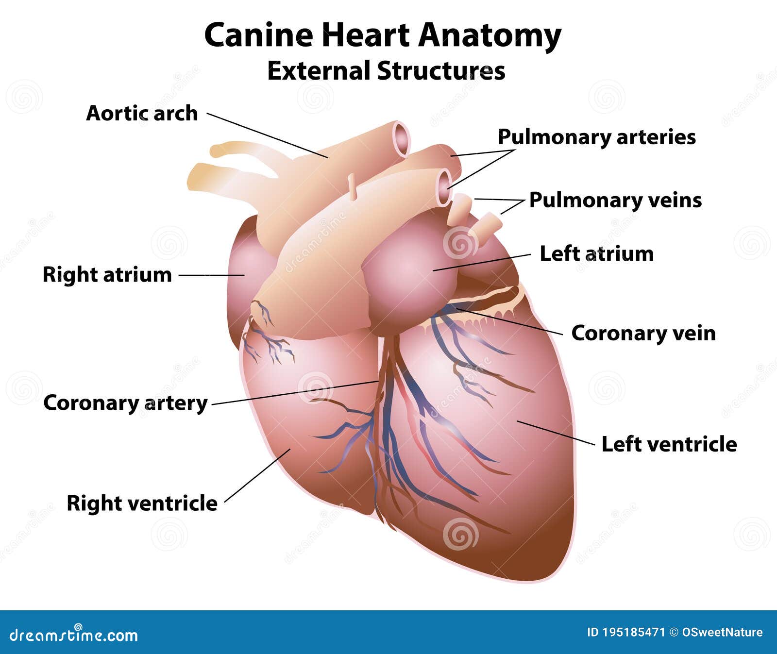 canine heart anatomy external structures
