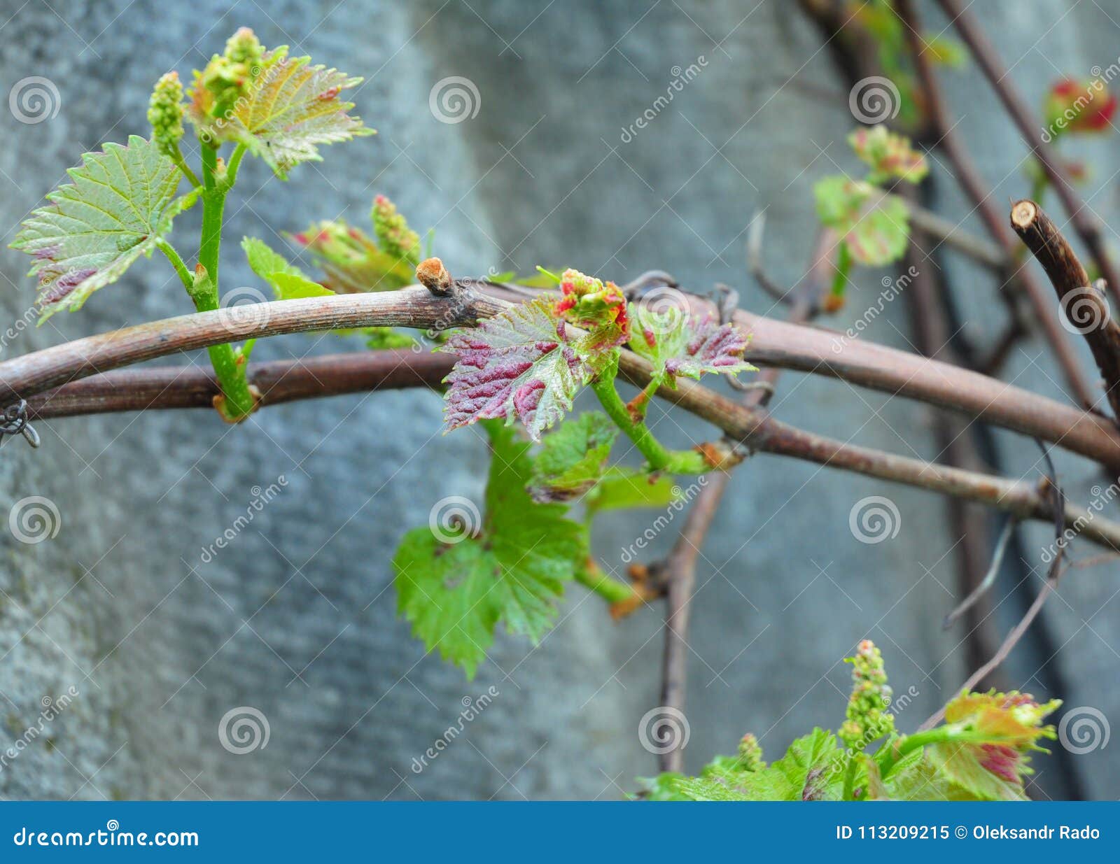 canker and anthracnose, grape canker, dead-arm eutypa lata and phomopsis viticola generally refer to many different plant diseas