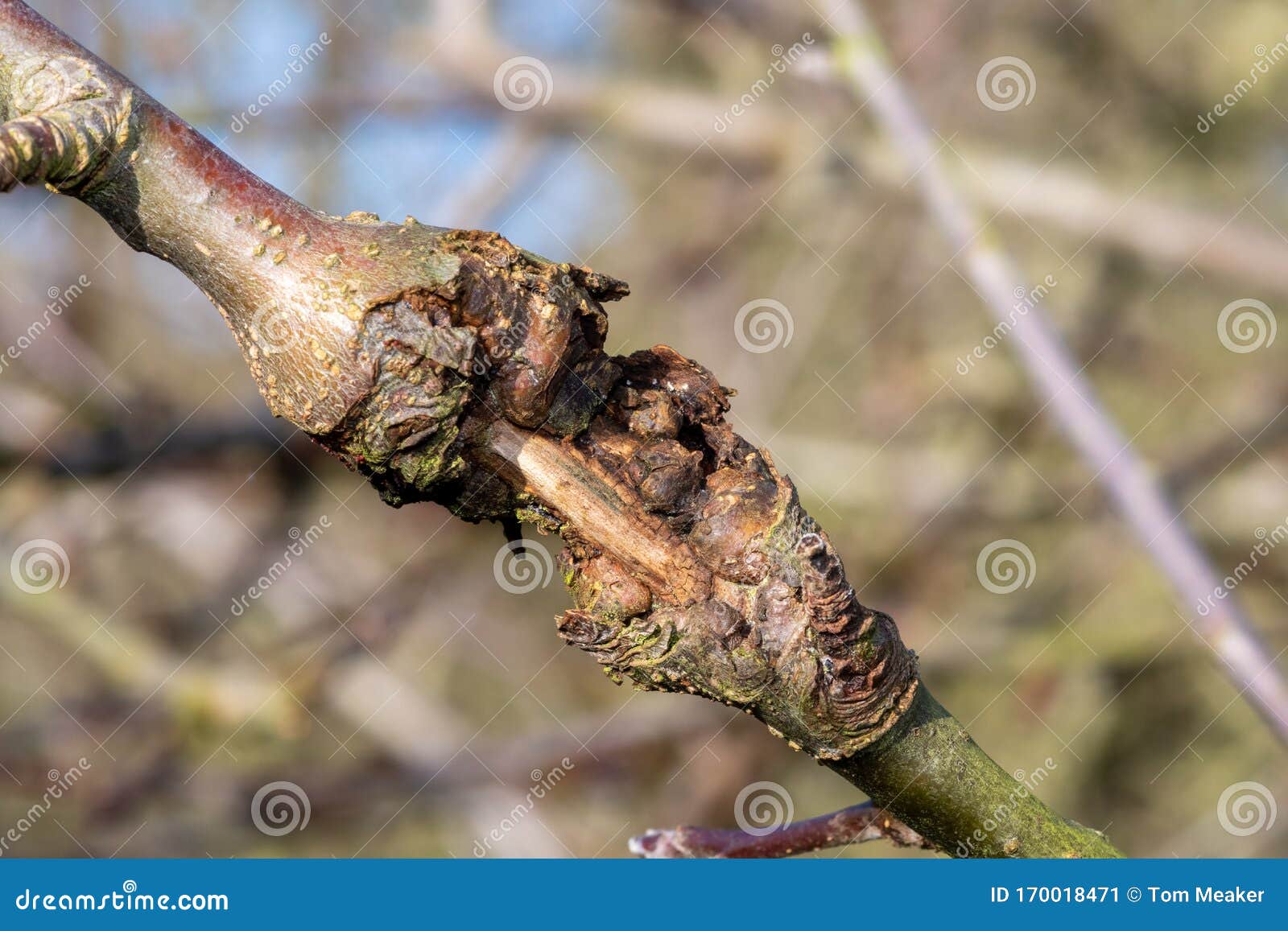 Canker on an apple tree stock image. Image of dying 170018471