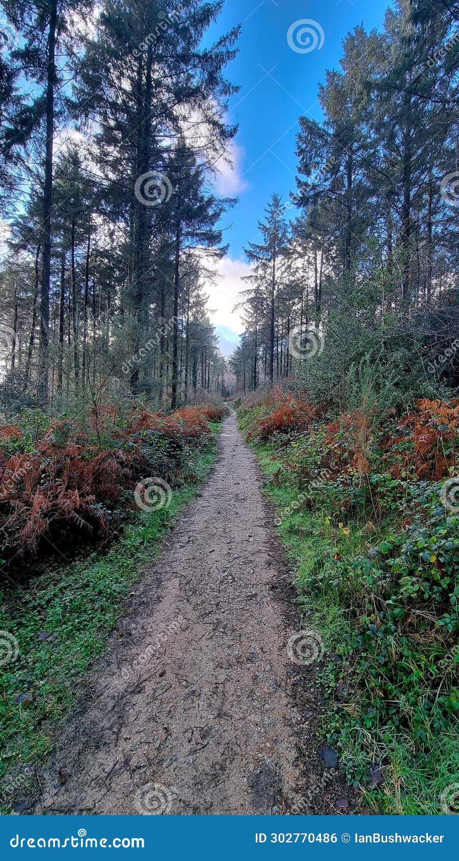 cann woods forest , sparkwell near plymouth devon