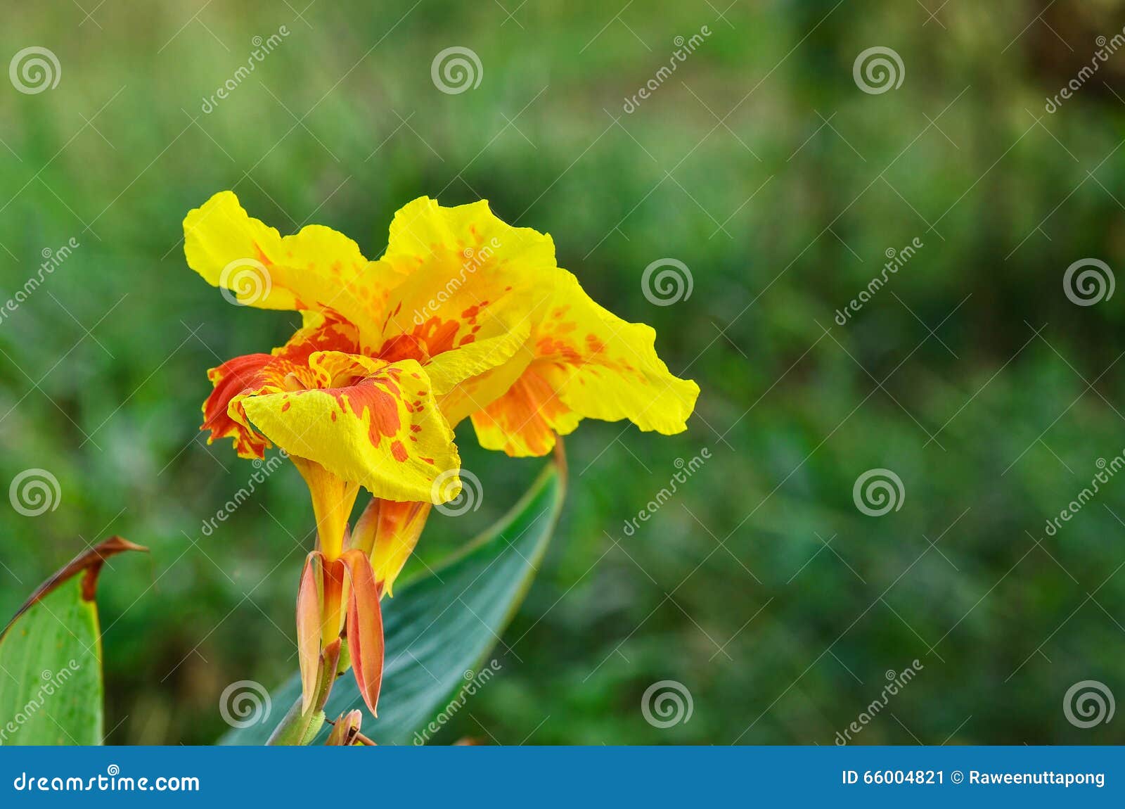 CannaBlumen im Garten stockbild. Bild von wachsen 66004821