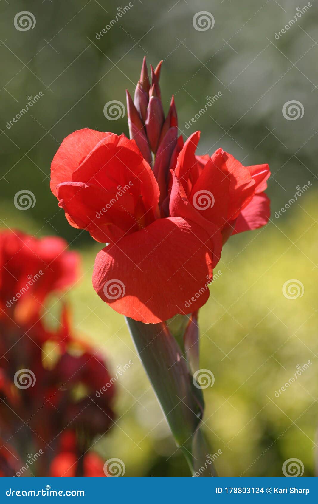 Beautiful Photograph of a Red Canna Flower. Stock Photo Image of