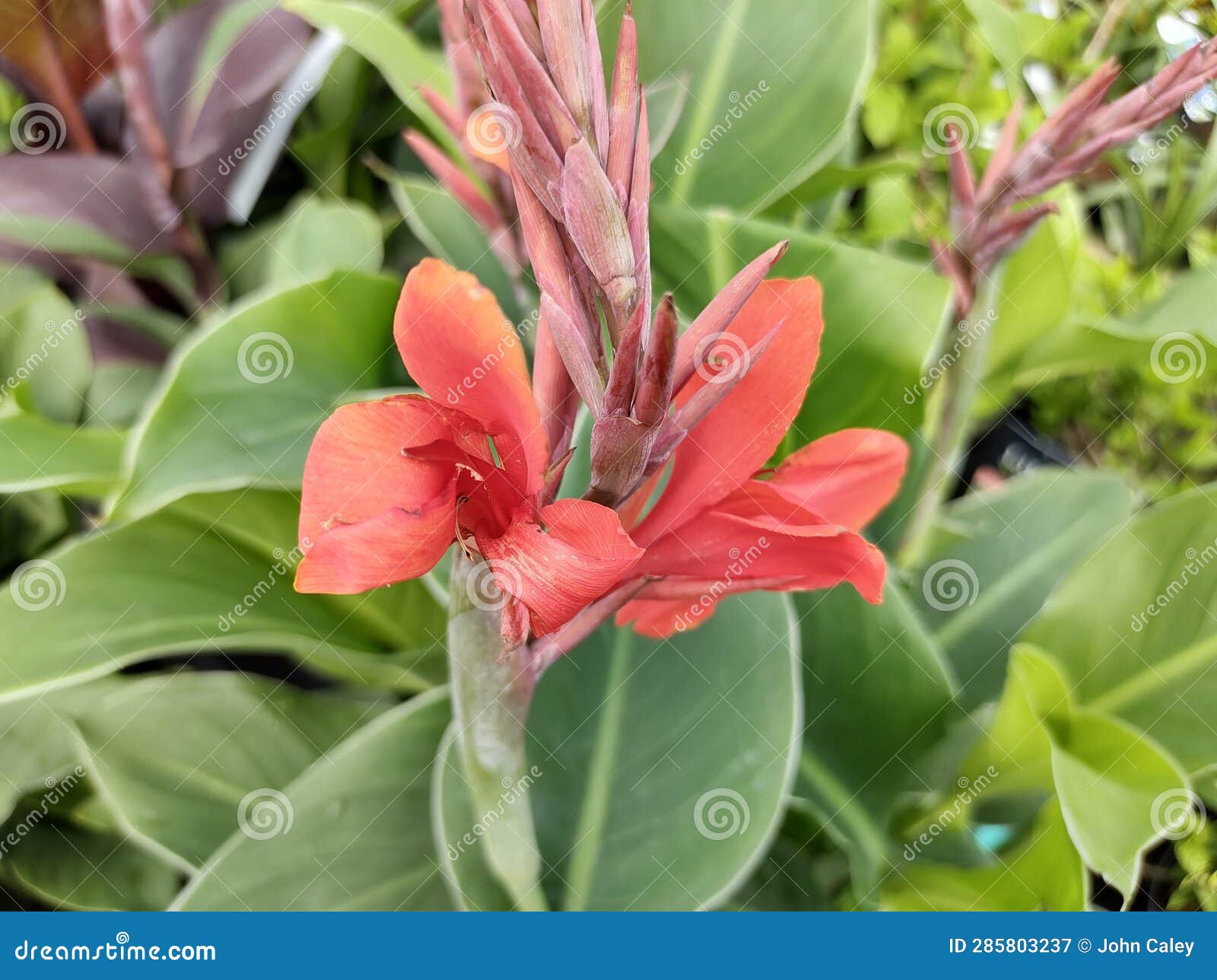 Canna Kreta stock image. Image of bloom, garden, botany 285803237