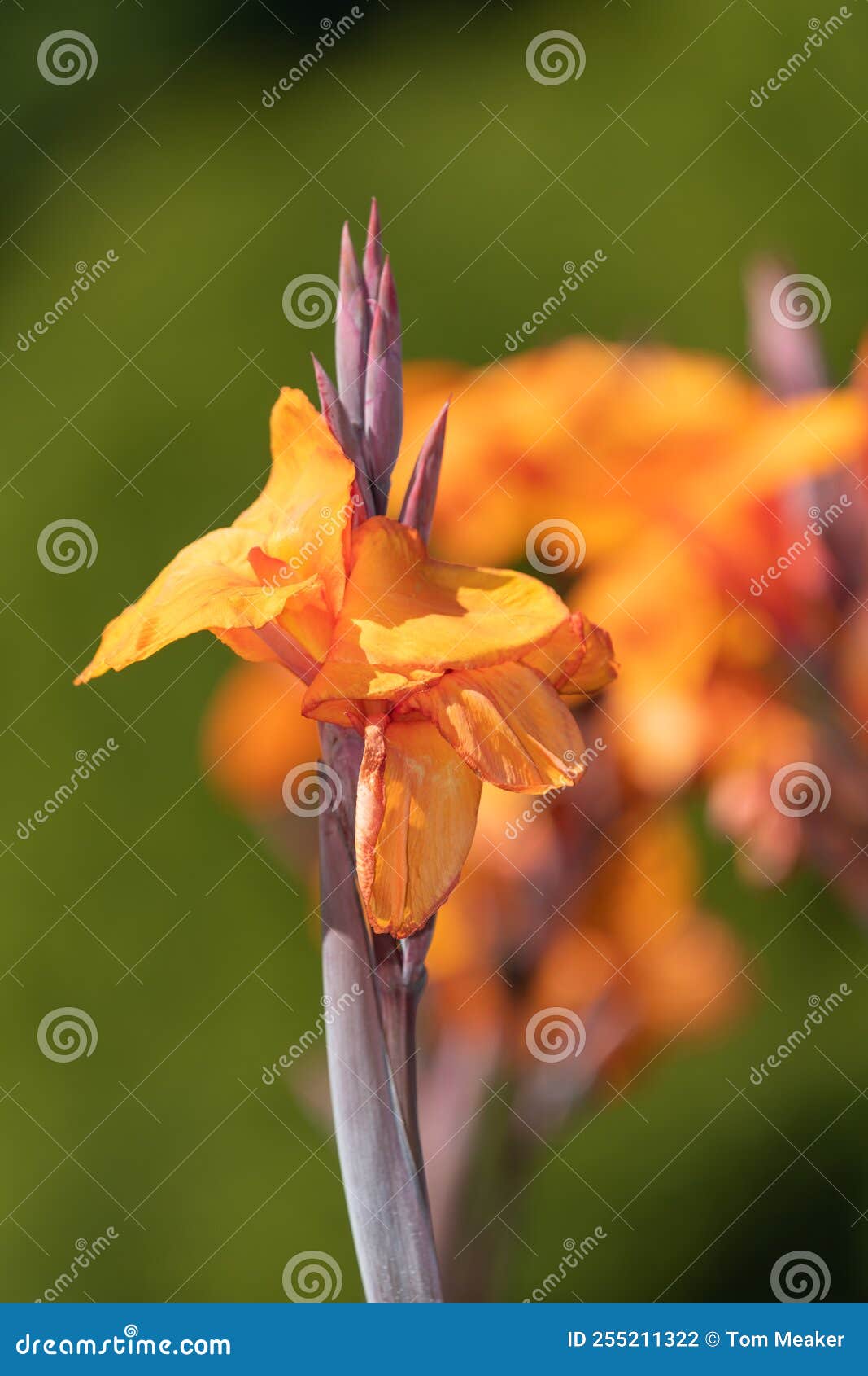 Canna lily flowers stock photo. Image of flora, closeup 255211322