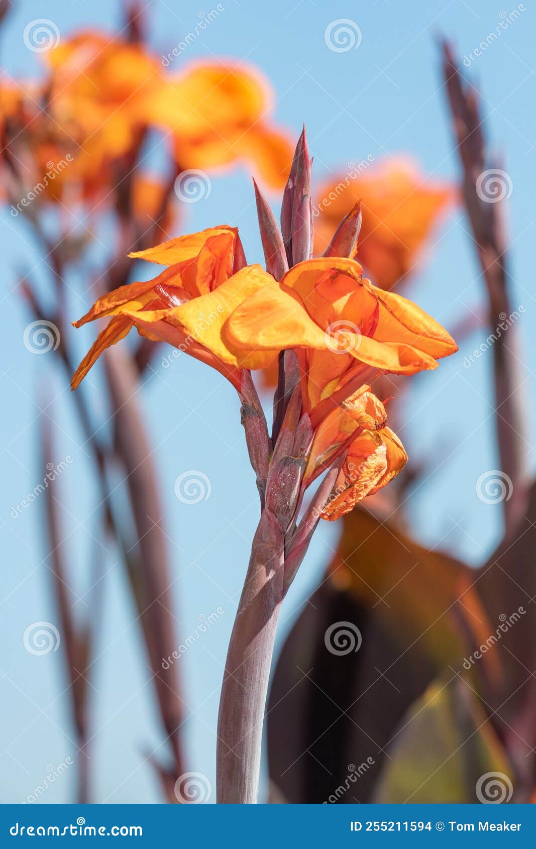 Canna lily flowers stock photo. Image of bright, gardening 255211594