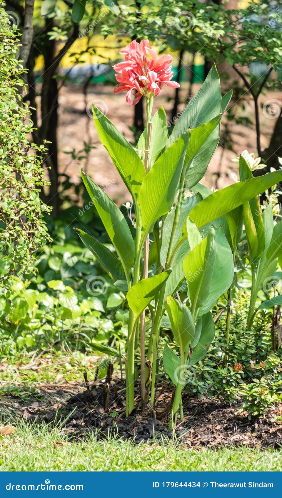 Canna Lily Flowers Grow In The Green Belt Stock Photo Image Of Horizontal Plant 179644434