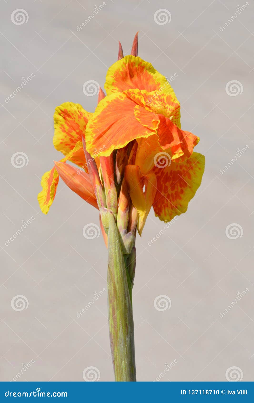 canna-lily-stock-photo-image-of-garden-close-canna-137118710