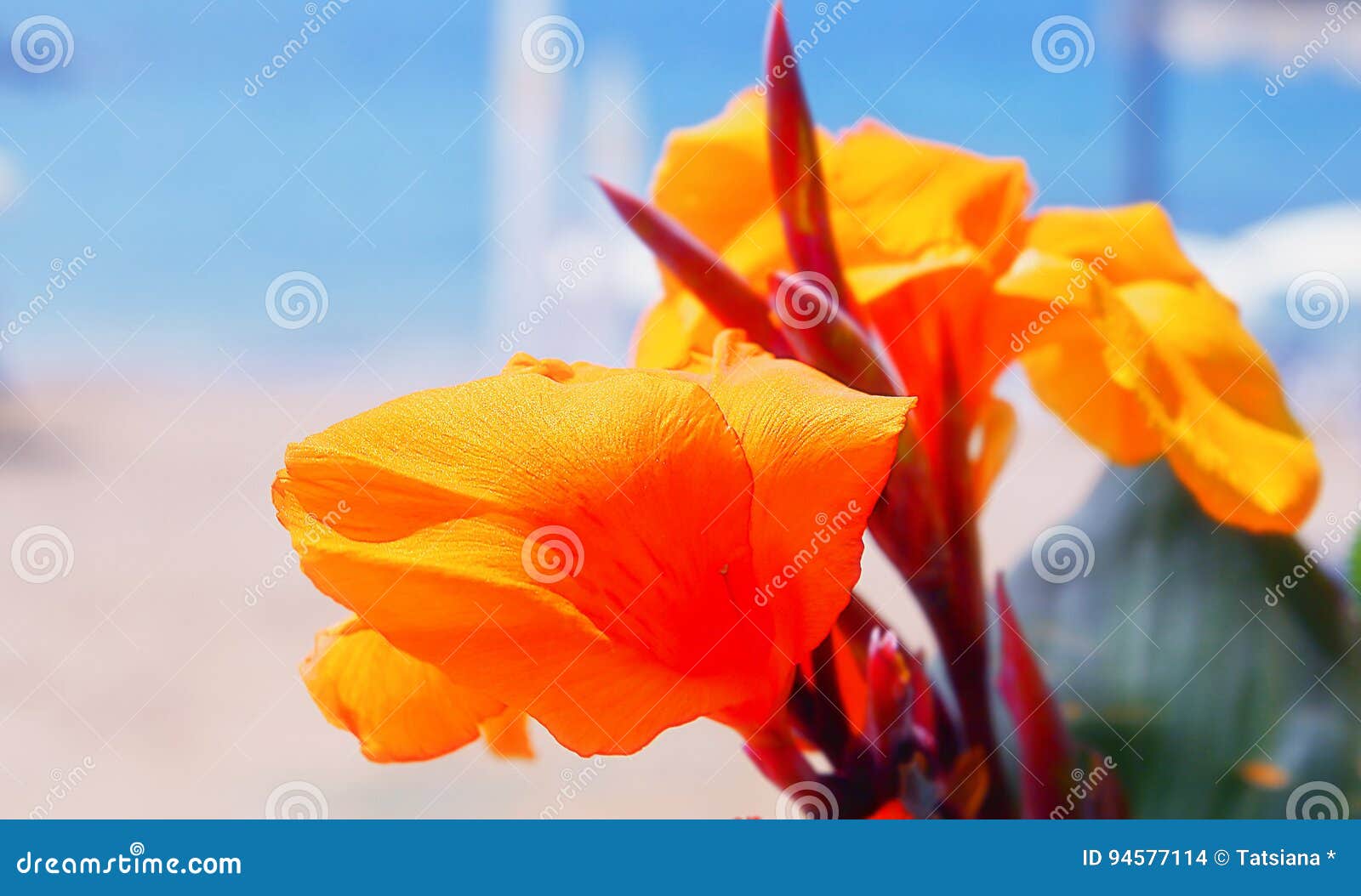 Canna Lily Orange Floral Background Stock Photo - Image of orange ...