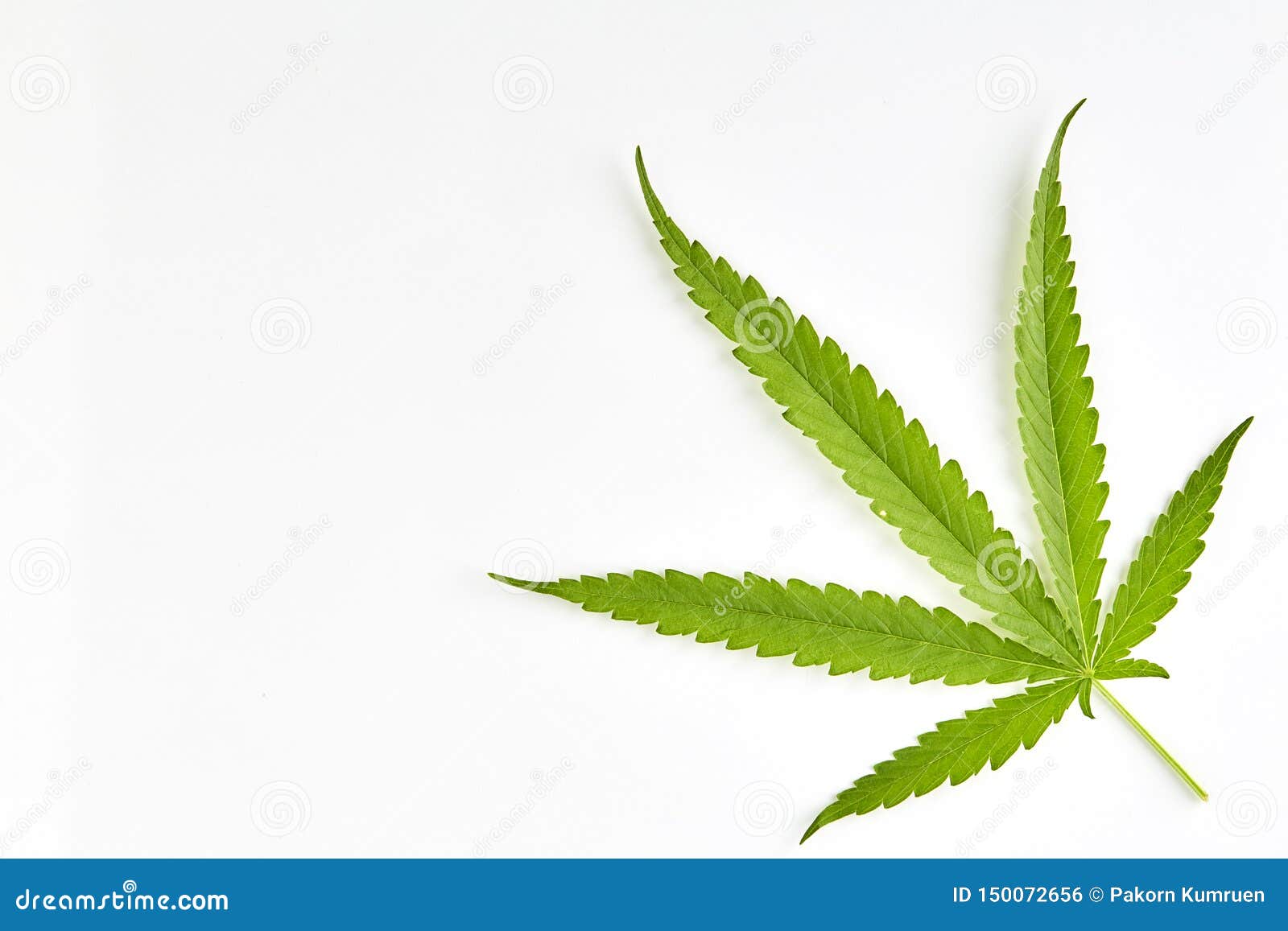 Cannabis Fan Leaf on White Background Stock Photo Image of hemp