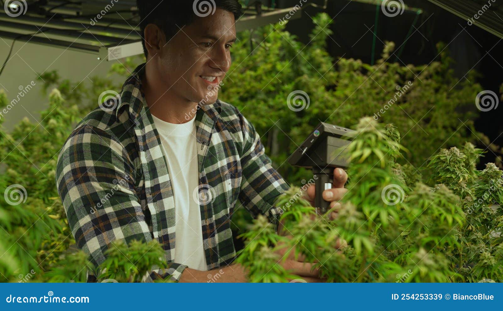 Cannabis Farmer Use Microscope To Analyze CBD in Curative Cannabis Farm