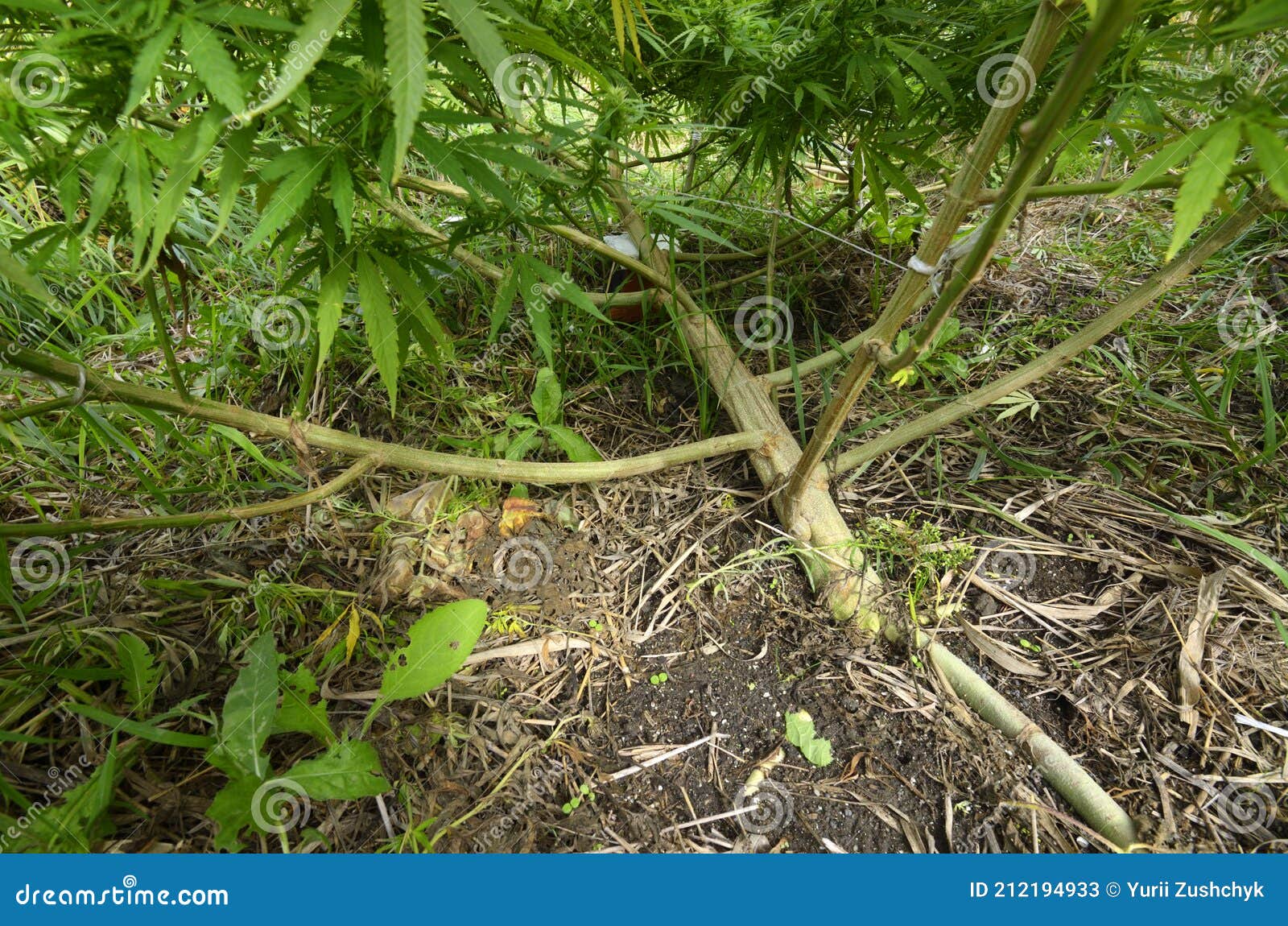 Cannabis Growing in a Field, Low Stress Training Technique Bending Cannabis Growing in a Field, Low Stress Training Technique Bending