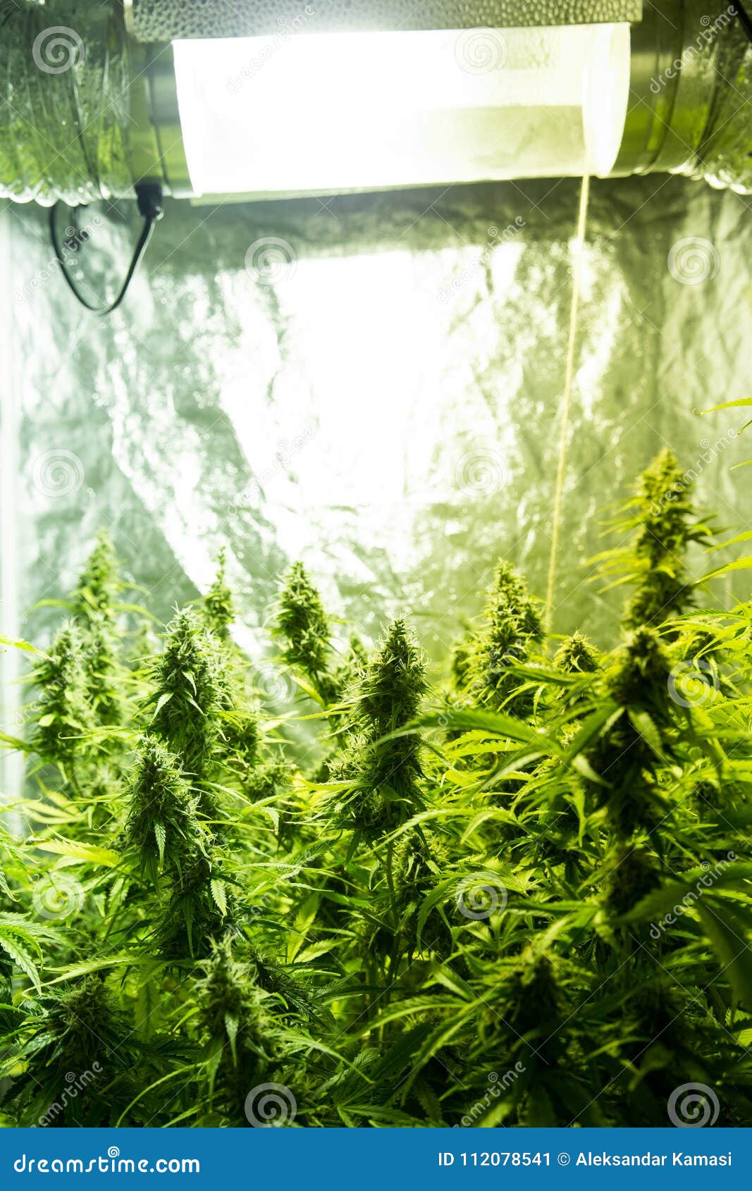 Cannabis Indoor Cultivation Cannabis Grow Box Stock Image