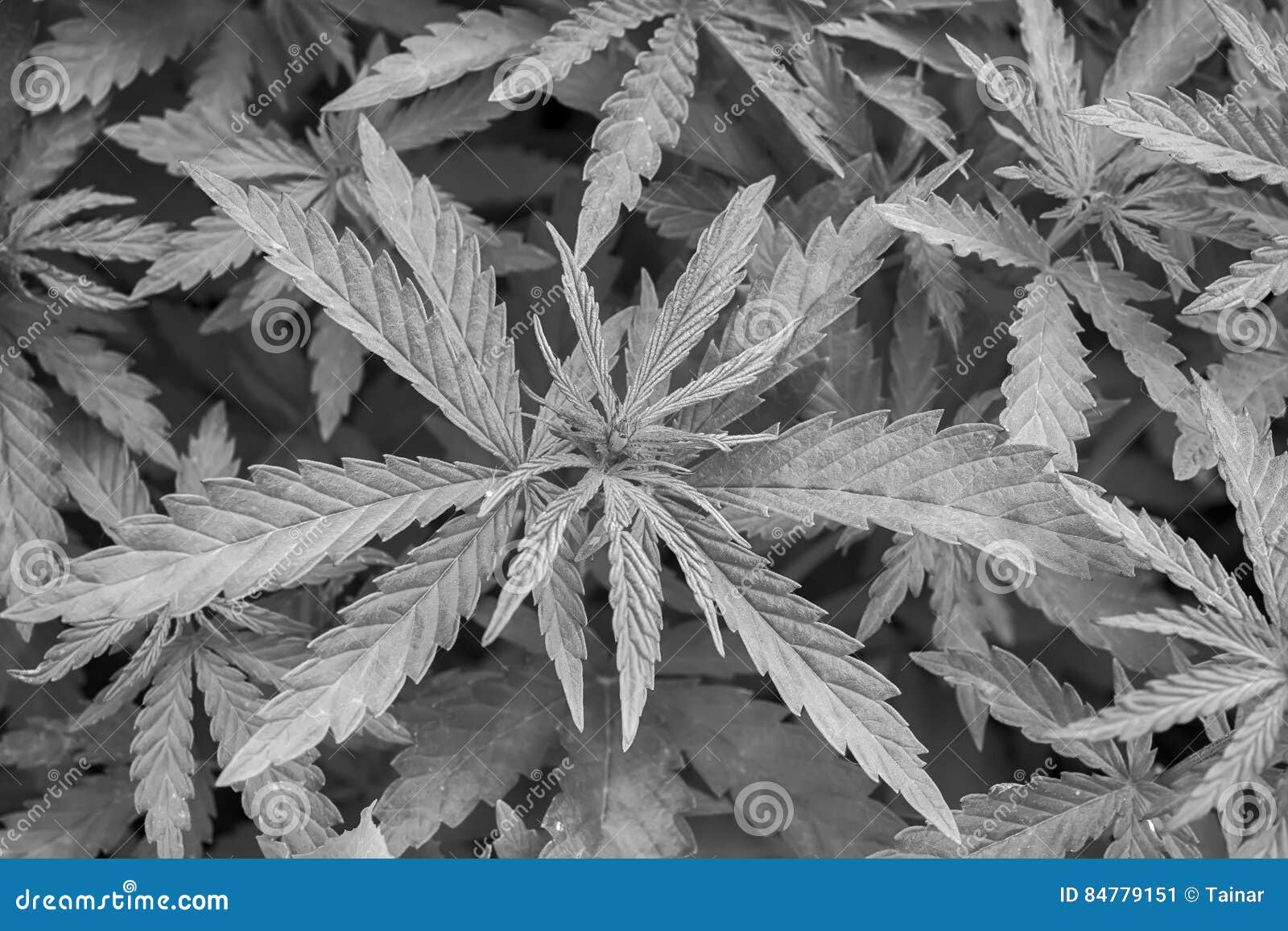 Cannabis Marijuana Leaf Closeup Background Stock Image