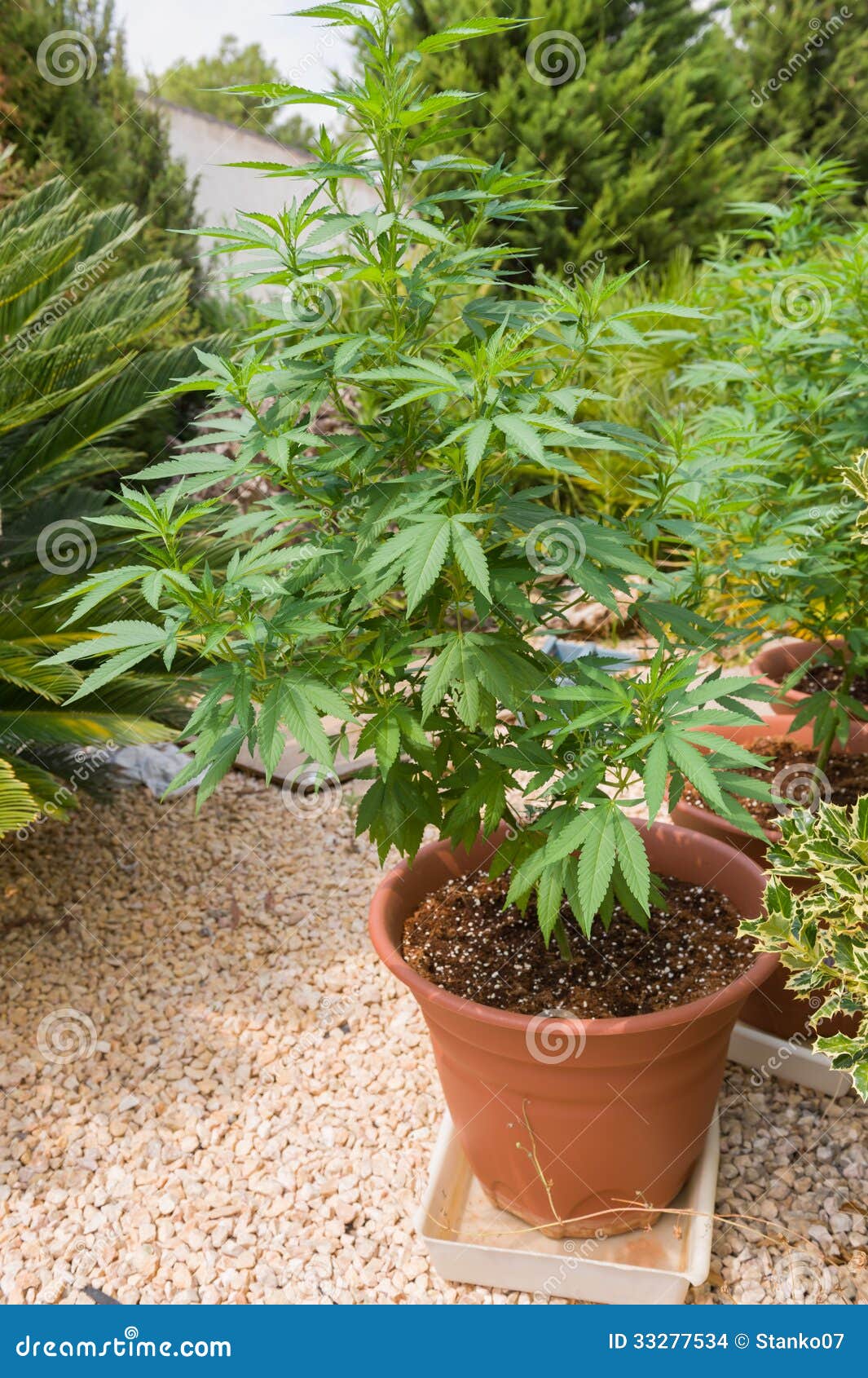 Cannabis in pot stock photo. Image of foliage, grow, drug - 33277534