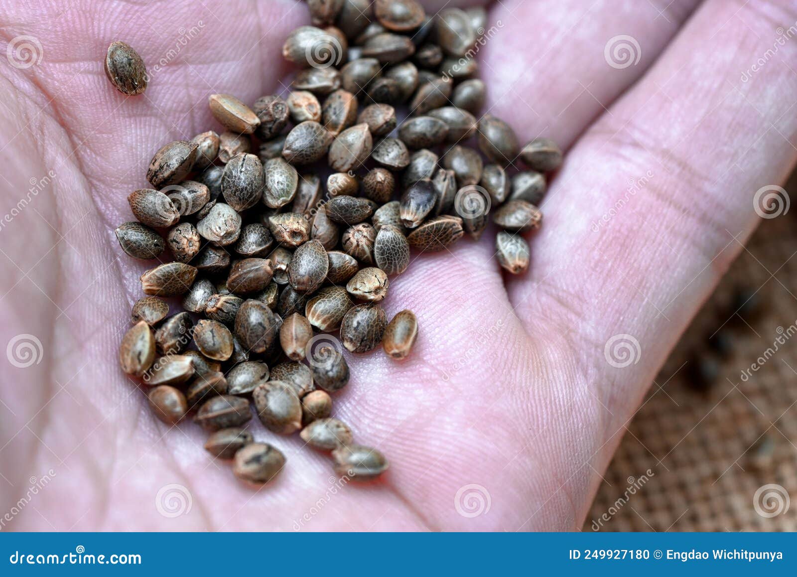 Cannabis Samen Hanfsamen Marihuana Samen Cannabis Saatgut Auf Der Hand Zum  Anpflanzen. Thc Cbd Stockfoto - Bild von frisch, grün: 249927180