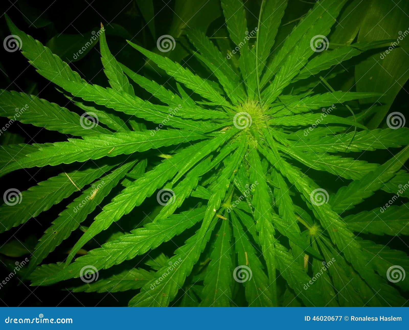 Cannabis Sativa budding stock image. Image of colorado 46020677